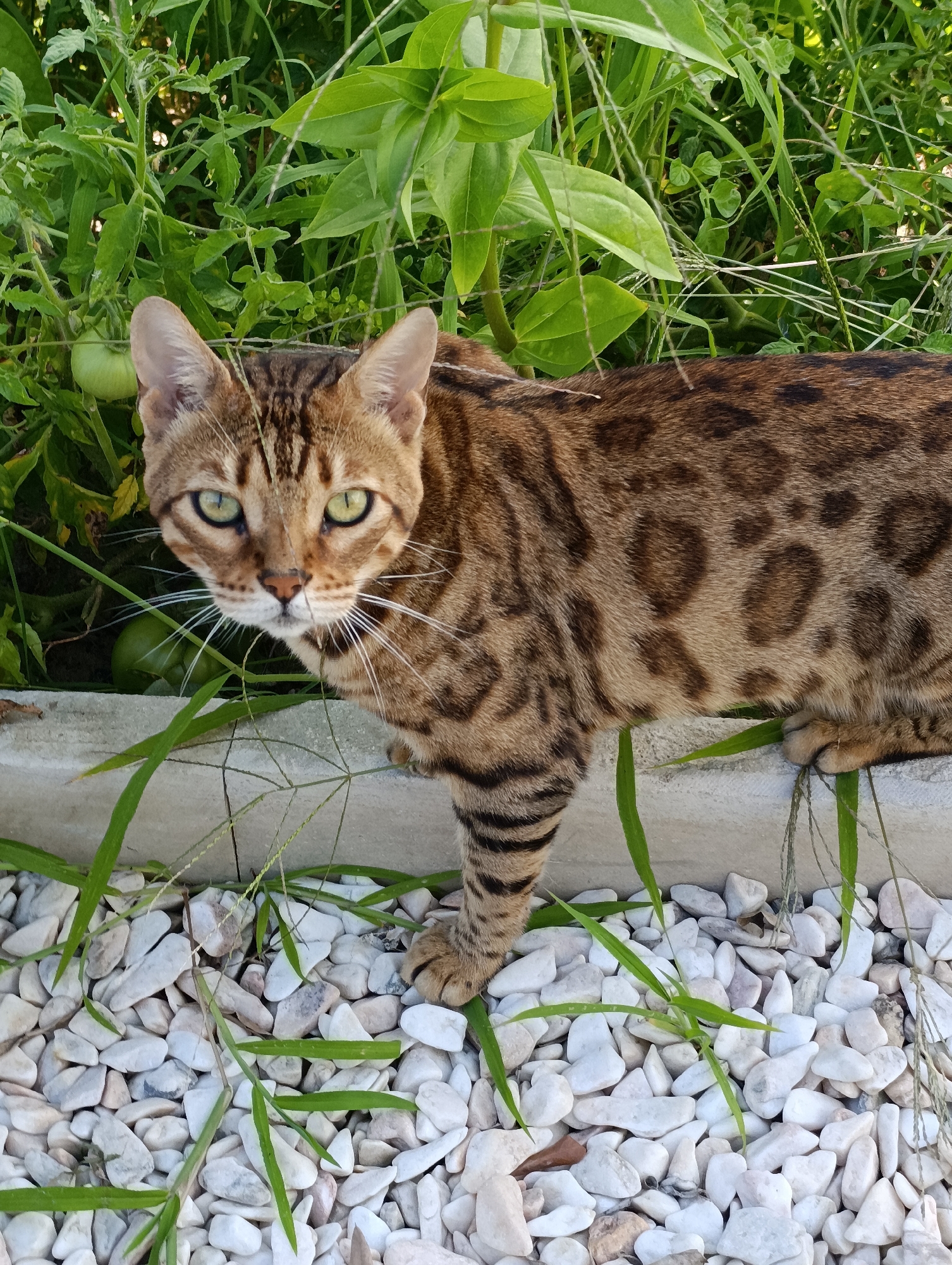 A Bengal cat with green eyes and a spotted coat stands on a border of white pebbles. The cat is facing the camera, with its body angled to the right. In the background, lush green foliage, likely tomato plants with developing green tomatoes, creates a dense backdrop. A concrete border separates the pebbles from the plants. The lighting suggests it is daytime, with the sun casting soft shadows. The cat's expression appears alert and curious. The scene is set outdoors, likely in a garden or yard, with the location context indicating Palmela, Portugal. The image captures a moment of peaceful outdoor observation by the feline.