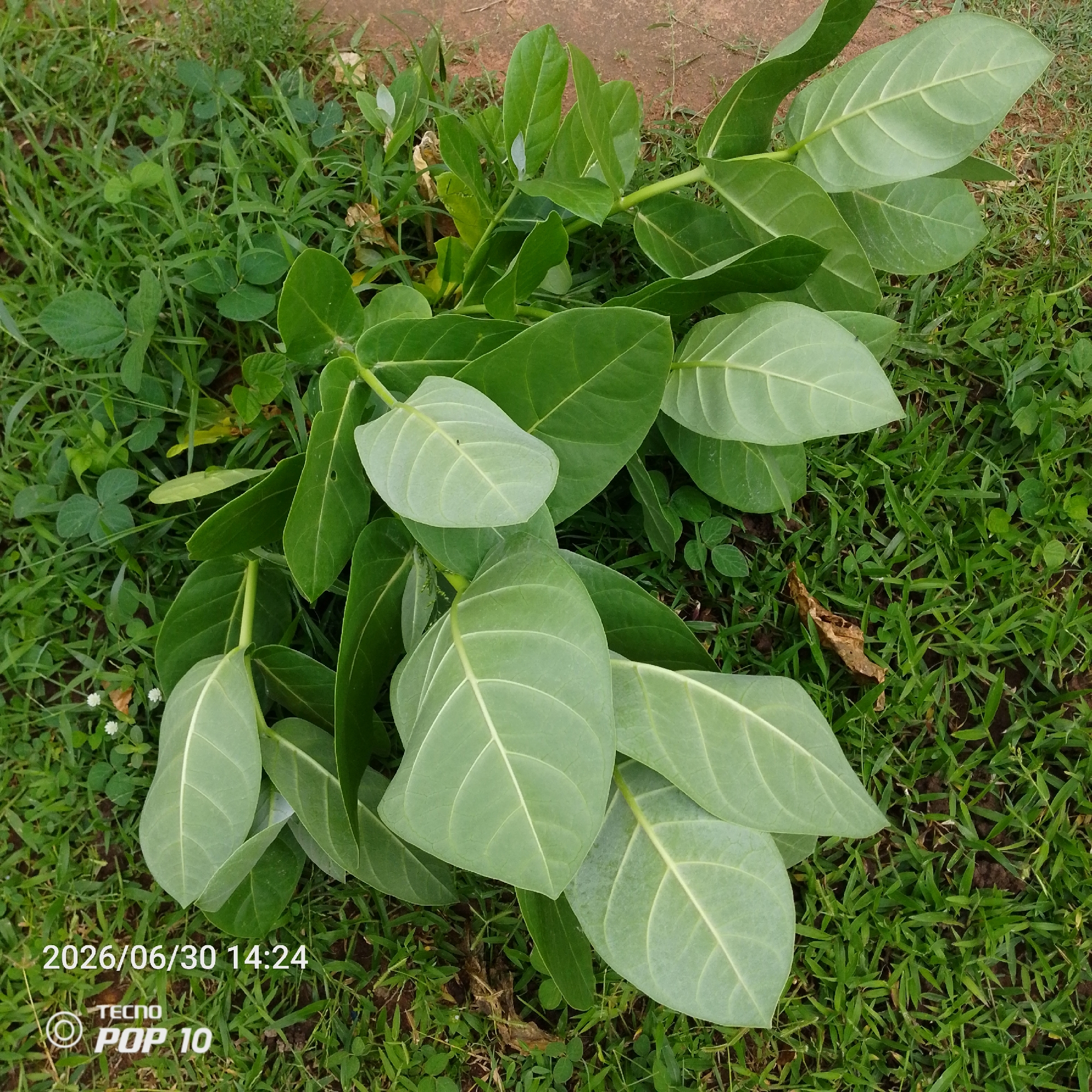 A cluster of large, light green leaves, some with prominent white veins, lie on a bed of grass and soil. The leaves are broad and ovate, with a somewhat leathery texture. They are arranged in a way that suggests they have been recently cut or fallen from a plant. Among the large leaves, there are also smaller, darker green leaves and some dry, brown leaf litter. A few small white flowers are also visible in the grass. The overall scene is natural and appears to be outdoors.
In the bottom left corner of the image, a date and time stamp is visible: "2026/06/30 14:24". Below this, a logo with the text "TECNO POP 10" is present. The time stamp suggests it is mid-afternoon. The setting appears to be a somewhat unkempt area with grass and exposed soil, possibly a garden or a natural landscape. There are no people visible in the image. The lighting suggests it is daytime, and the presence of green foliage indicates a relatively warm climate. The location context provided is Jalingo, Nigeria, which aligns with the tropical or sub-tropical appearance of the vegetation.