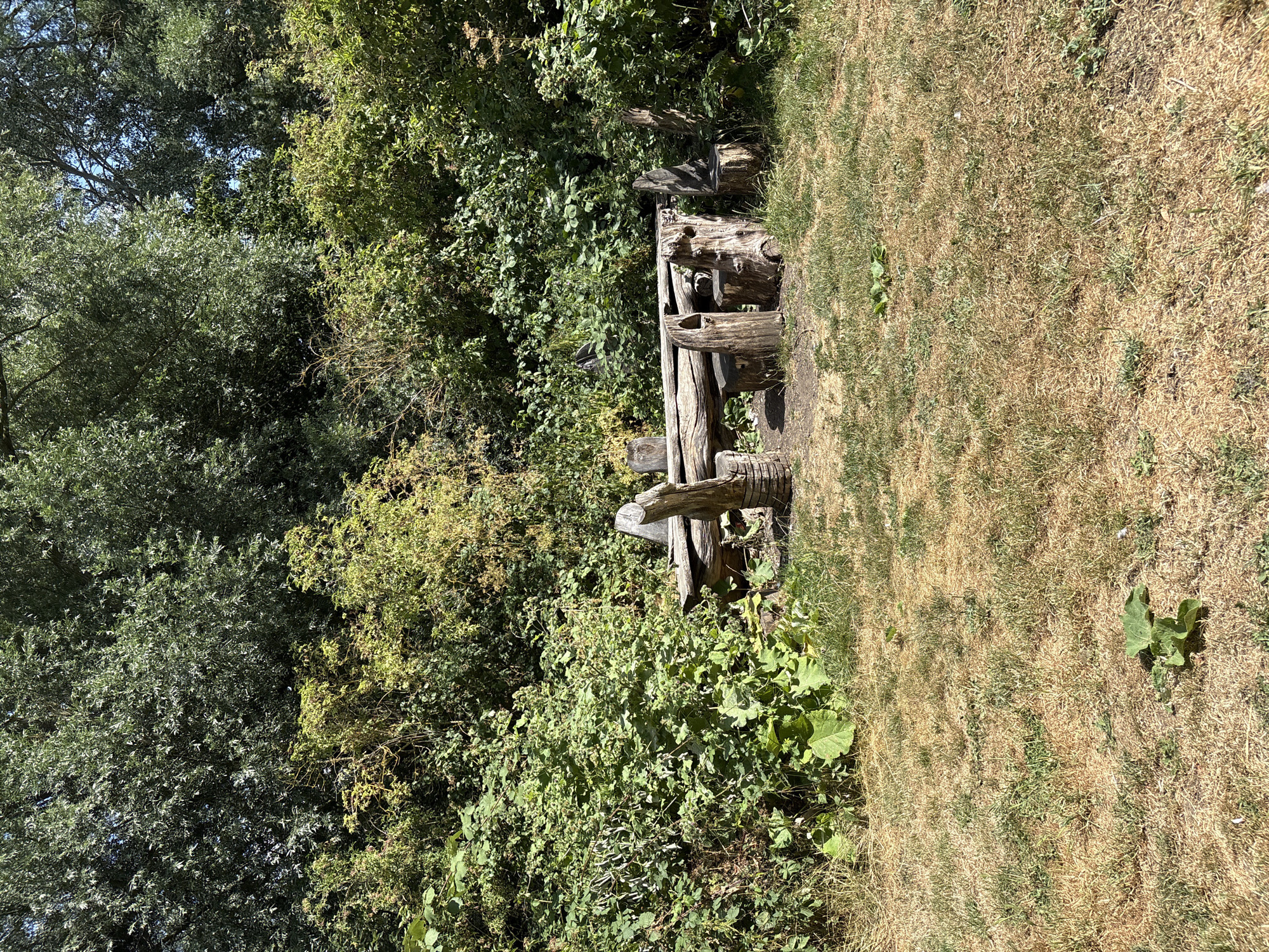 A rustic wooden table and four chairs, made from logs and stumps, are situated on a patch of dry, brown grass. Behind the seating area, a dense wall of green foliage and trees forms the background. The scene is bathed in sunlight, casting shadows on the ground. This appears to be an outdoor picnic area, possibly in a park or wooded recreational space within Chelmsford, United Kingdom.