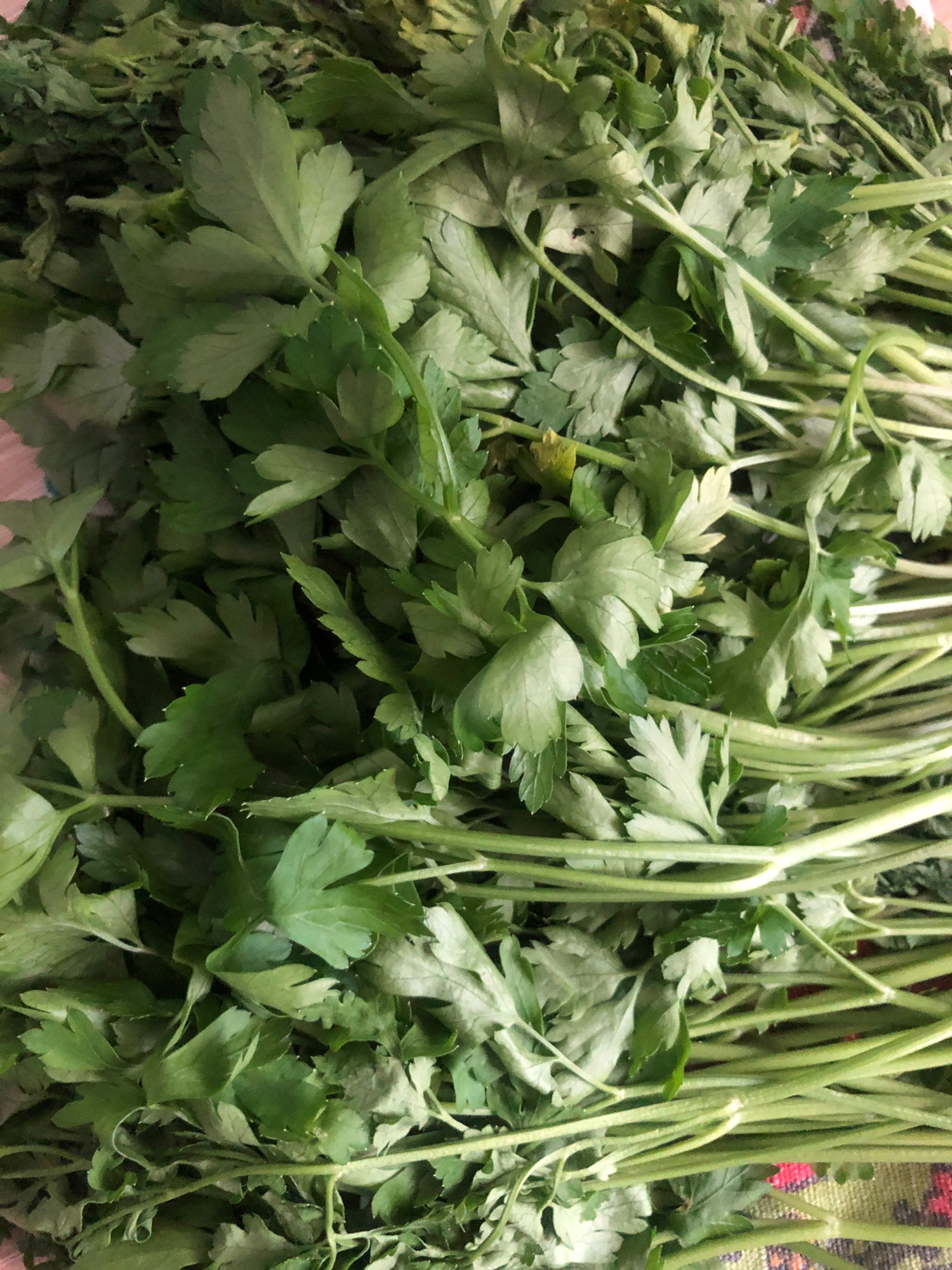 A top-down, medium shot captures a bundle of fresh parsley, likely harvested from a garden in Rusanovo, Russia. The parsley, with its bright green, serrated leaves and sturdy stems, is arranged in a dense cluster, filling most of the frame. The lighting is natural and somewhat diffused, casting soft shadows on the parsley. The background is a blur of muted colors, suggesting a simple table or cloth. No people or actions are depicted, only the static arrangement of the herb.
