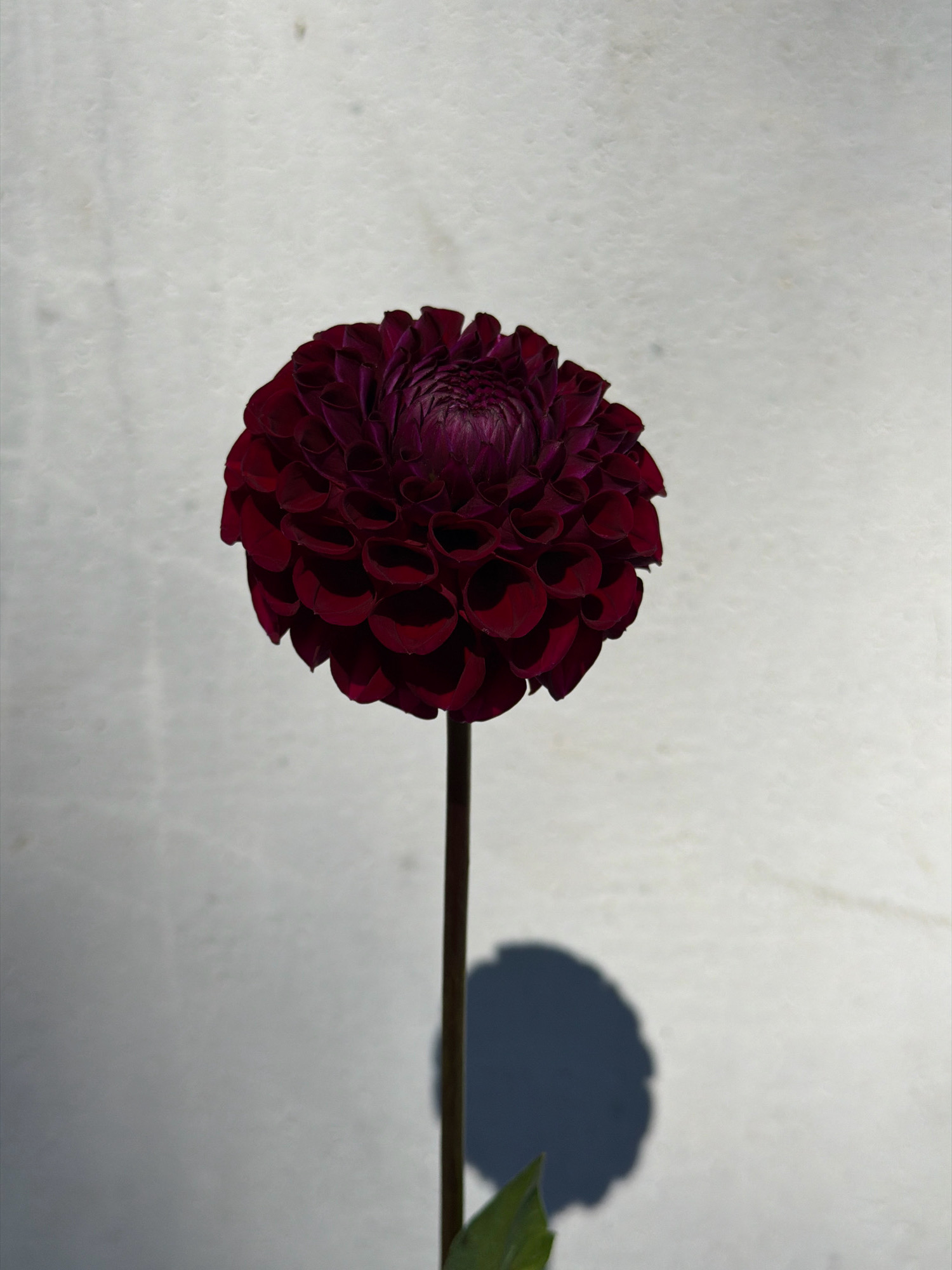 A close-up, vertical studio shot features a single, dark red dahlia flower centered against a textured, off-white background. The flower's petals are tightly packed and have a velvety appearance. A thin, dark stem extends downwards from the flower, and a dark shadow of the bloom is cast on the wall to the right. There is a hint of a green leaf at the very bottom of the frame. The image is lit from the left, creating subtle highlights and shadows on the flower and background. The location is not specified in the image.
