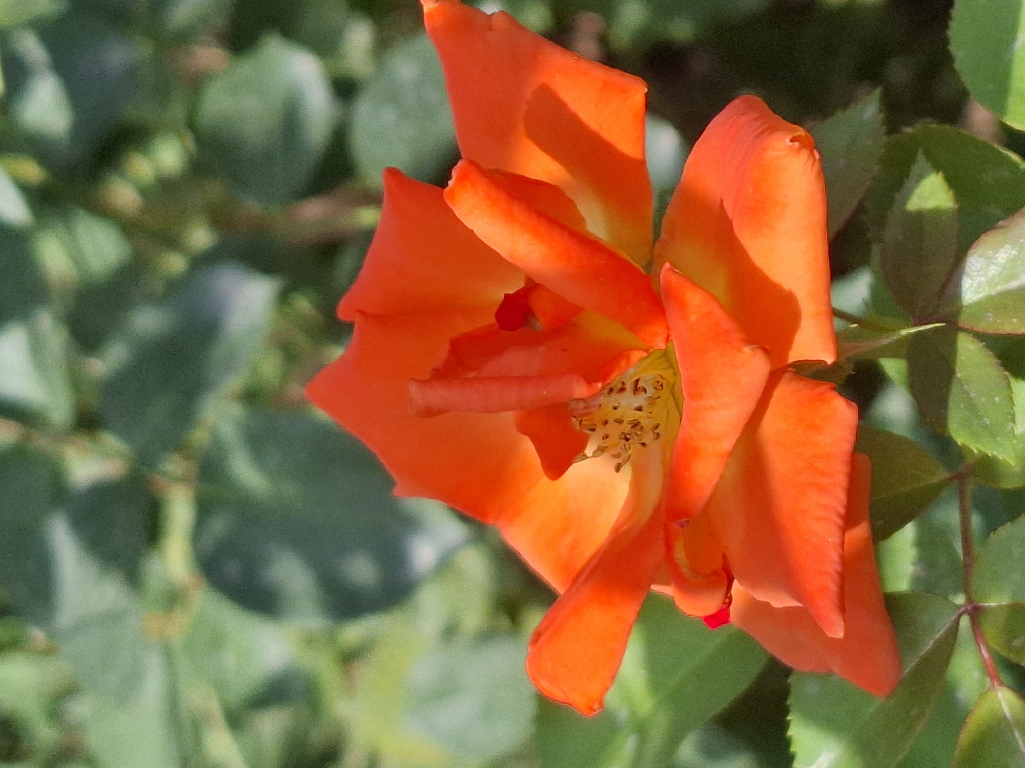 The image is a close-up, vertical shot of a vibrant orange rose in bloom. The petals are slightly unfurled, revealing the stamen in the center, which are yellow and speckled with brown. The rose is set against a softly blurred background of green foliage, suggesting it is in a garden or natural setting. The lighting highlights the texture and sheen of the petals. There is no discernible location in the city of Almaty, Kazakhstan, or any people or actions depicted in the image.