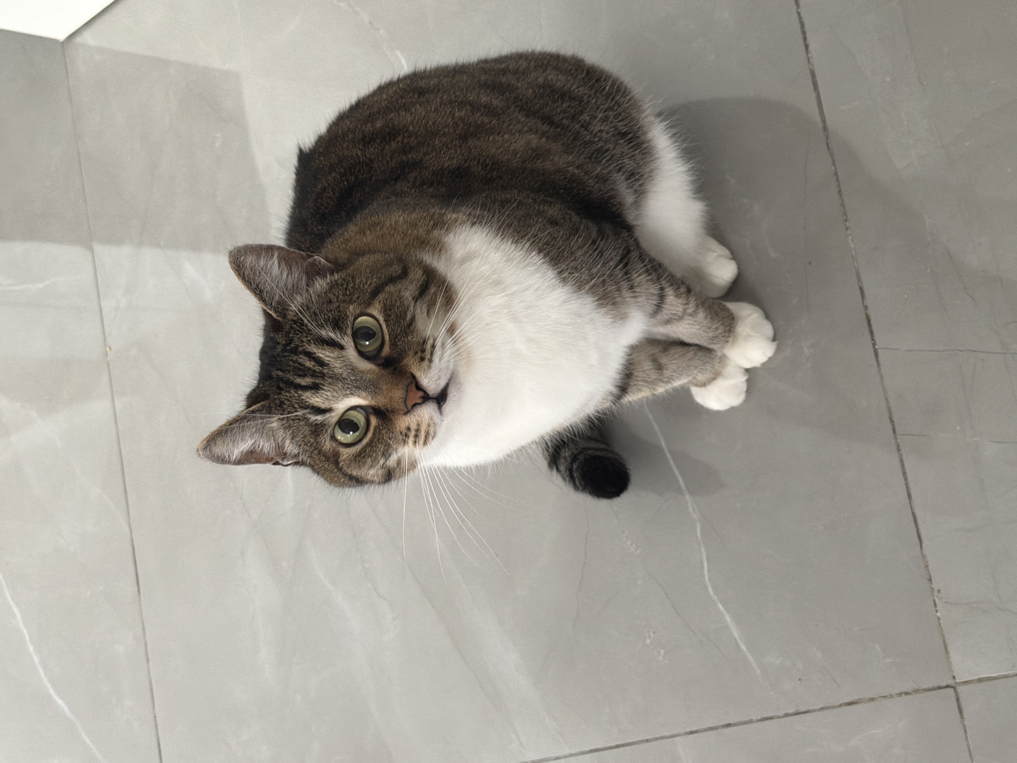 An indoor photograph displays a single domestic short-haired cat, *Felis catus*, in a seated position on a tiled floor. The cat features a brown and grey tabby coat pattern on its back, head, and tail, with prominent white fur covering its chest, abdomen, and paws. Its eyes are light green-yellow, and its gaze is directed towards the camera. White whiskers are visible. The floor consists of rectangular light grey ceramic tiles with subtle white veining and dark grout lines. A diffuse shadow is present on the tile surface behind and to the right of the animal. A portion of a white vertical surface, likely a wall or piece of furniture, is visible in the upper right corner. This scene is located within a structure in Bat Yam, Israel.