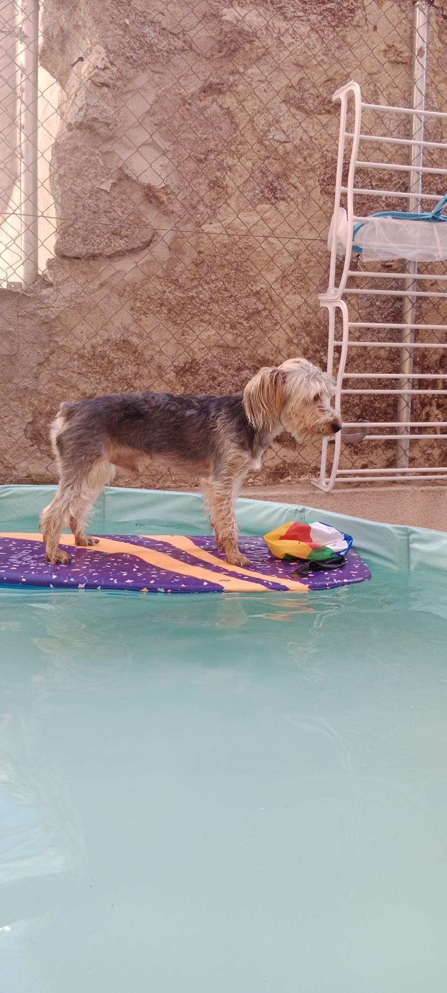 An outdoor image shows a small, mixed-breed dog standing on a purple and orange boogie board in a shallow, turquoise swimming pool. The dog is facing right, with its head turned slightly towards the viewer, and its tail is down. The dog has dark gray fur on its back and sides, with lighter tan fur on its legs and face. Its fur appears wet. Next to the dog on the boogie board is a small, multi-colored inflatable ball. The swimming pool is surrounded by a concrete patio. In the background, there is a stone wall with a chain-link fence in front of it. To the right of the wall, a white plastic drying rack with a blue mesh bag is visible. The scene is located in Galapagar, Spain.
