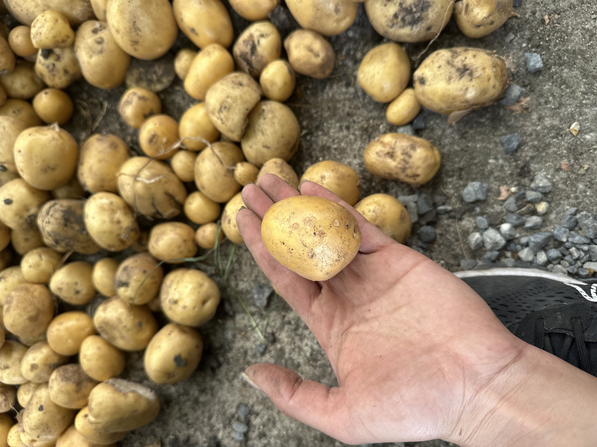 In Mlekarevo, Bulgaria, a person's hand is holding a small, oblong potato. The potato is light yellow with brown blemishes. The hand, with visible fingernails and skin texture, is positioned over a surface covered with numerous similar potatoes. These potatoes are of varying sizes and shapes, mostly appearing to be freshly harvested, with some dirt clinging to their skins. The ground beneath is a mix of rough, gray concrete and small stones. The background is filled with more potatoes, some partially obscured by others, suggesting a large quantity of them. The lighting suggests an outdoor environment, possibly a garden or a farm.