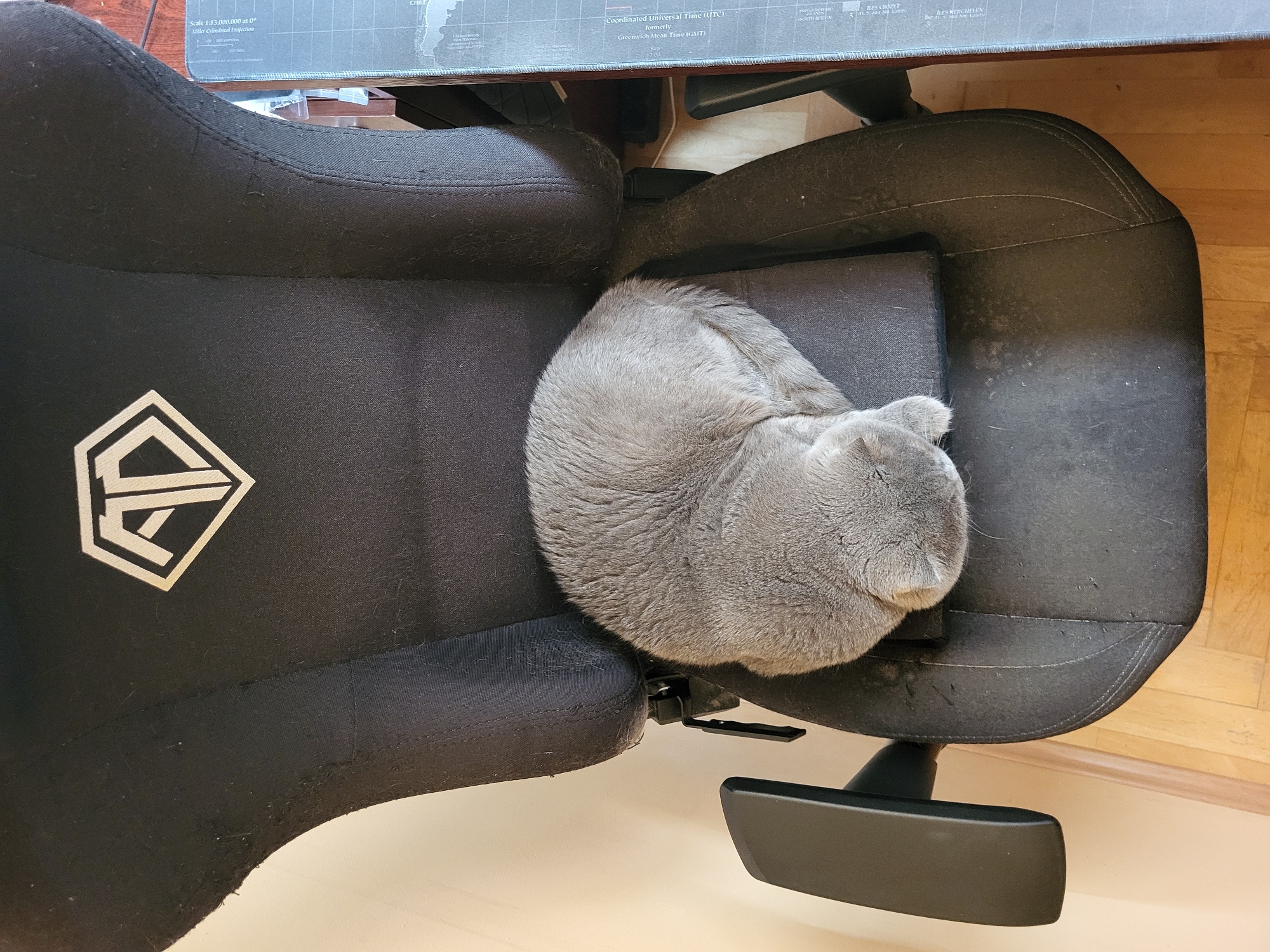 A British Shorthair cat is curled up asleep on a black gaming chair. The chair has a white diamond-shaped logo with the letters "AD" inside it on the headrest. The cat is light gray and appears to be a solid color. The chair is positioned in a room with wooden floors and a light-colored wall. A portion of a desk mat with a world map printed on it is visible to the right of the chair. The scene is well-lit, with natural light coming from the left side of the frame.