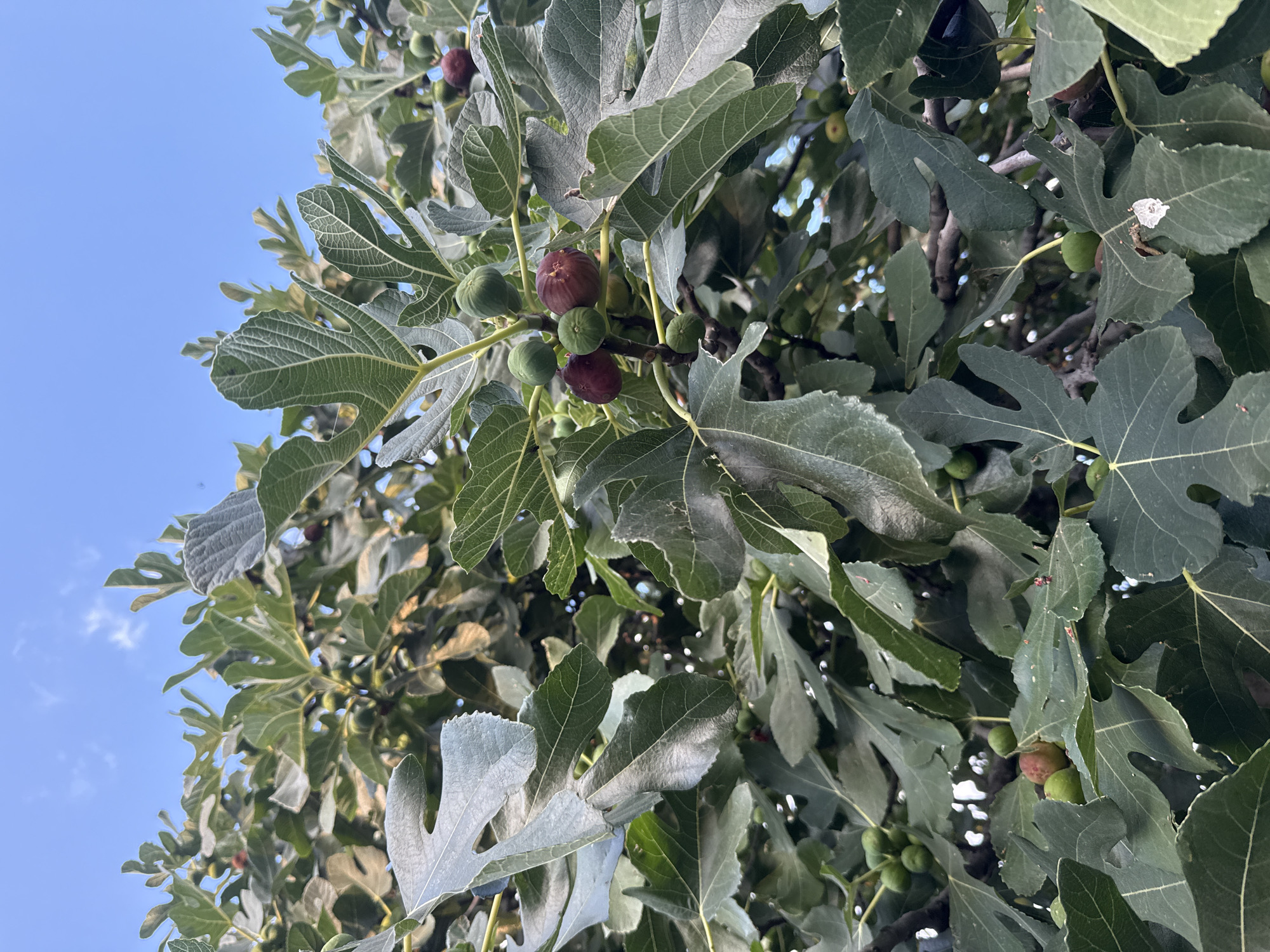 The image shows a close-up view of a fig tree with green and purple figs growing amongst its large, lobed leaves. The sky is visible in the background, with a few scattered clouds. The lighting suggests it is daytime. There are no people or animals visible in the frame. The setting appears to be outdoors, likely in a garden or orchard.
