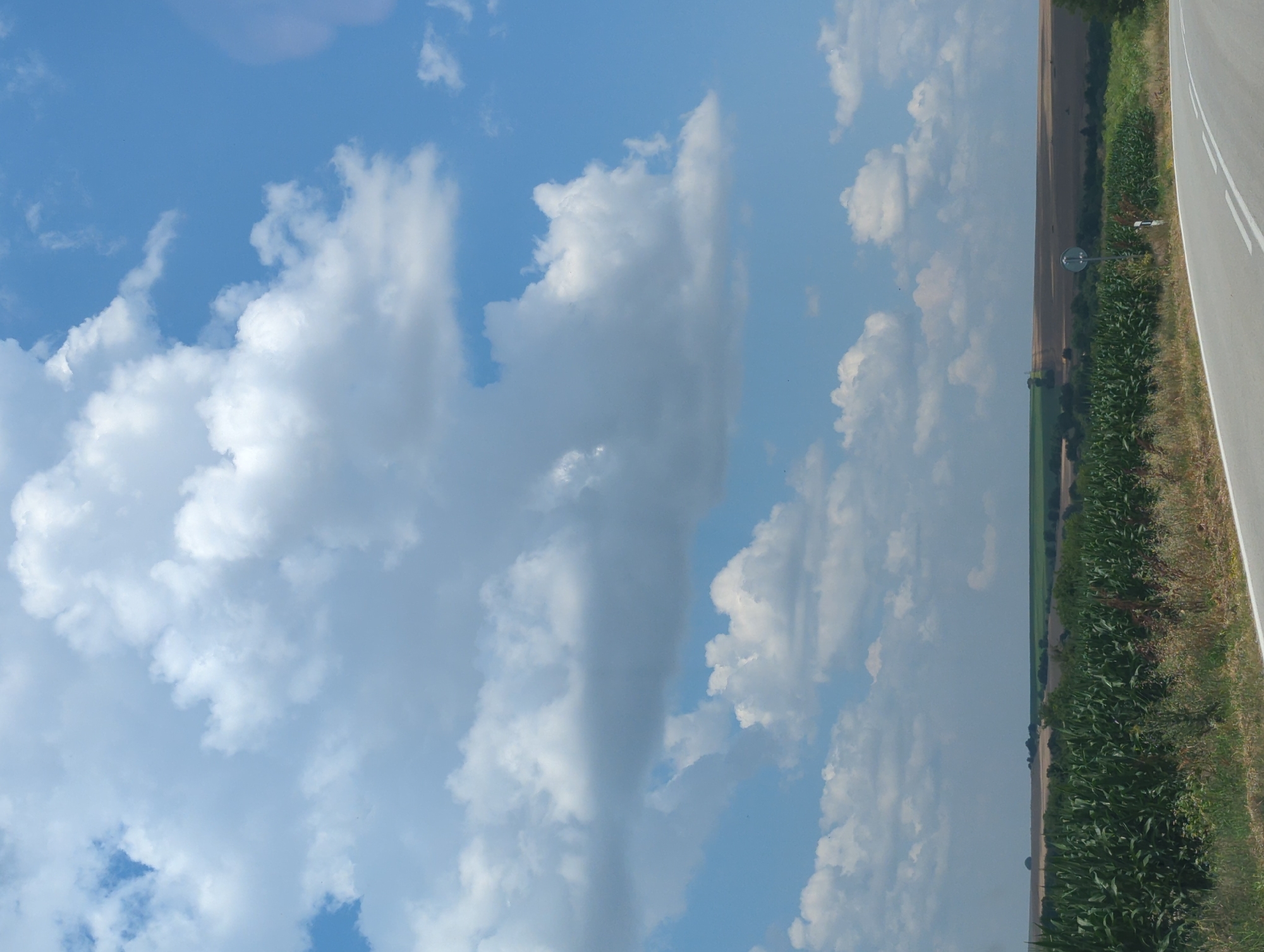 The image depicts a rural landscape under a cloudy blue sky. The scene is divided vertically, with the left side dominated by the sky and clouds, and the right side showing a field, vegetation, and a road.
On the right side of the image, a paved road with white lines runs along the edge. Adjacent to the road is a strip of green vegetation, including what appears to be a cornfield, with some dry grasses. Further into the field, there are patches of trees and agricultural land, some of which looks like it has been harvested. A circular, reflective object, possibly a traffic mirror or a piece of signage, is visible amongst the greenery.
The sky on the left side is a vibrant blue, dotted with fluffy white cumulus clouds. Some clouds are dense and opaque, while others are more wispy. The interplay of light and shadow on the clouds suggests it is daytime, likely mid-morning or afternoon, with the sun present but partially obscured by cloud cover.
The image appears to be taken from a slightly elevated perspective, possibly from a vehicle traveling on the road. The overall mood is serene and natural, characteristic of a sunny day in the countryside. There is no visible text in the image. The location context suggests the scene is in Obedinenie, Bulgaria.