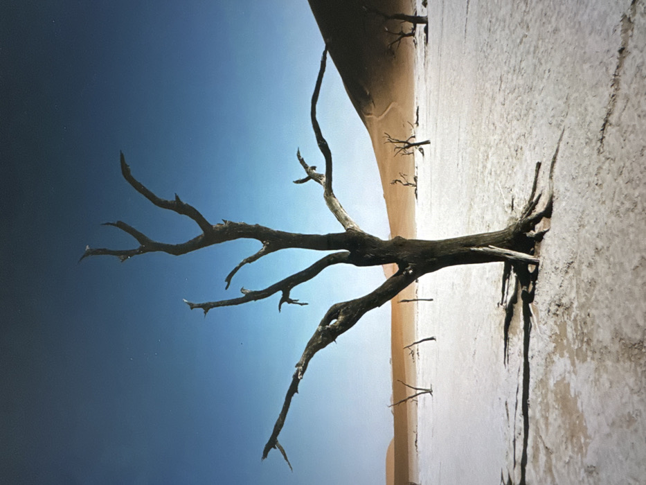 The image displays a stark, arid desert landscape under a clear blue sky. A prominent, dark, multi-branched dead tree, devoid of foliage, stands centrally in the foreground. Its gnarled trunk is rooted in a light-colored, cracked, and seemingly dry clay pan, which extends into the midground. Several smaller, dark, skeletal trees are scattered across this clay pan. Long, defined shadows from the trees are cast to the right across the pan, suggesting a low sun angle. In the background, large, undulating reddish-orange sand dunes rise steeply; one dune on the right exhibits faint linear tracks ascending its face. No people, animals, or signs of recent activity are visible. The scene is located in a desolate, dry environment within the city of Unknown, Unknown, characterized by a salt pan, petrified vegetation, and massive sand formations.