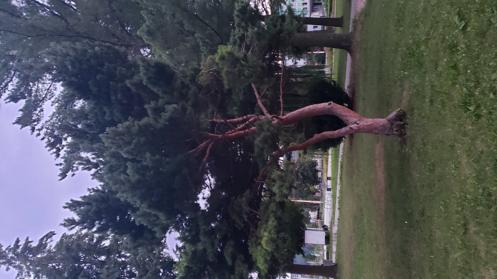 The image depicts a park-like setting with several mature evergreen trees, primarily pine trees, in various stages of growth. A prominent, gnarled pine tree with reddish-brown bark stands in the foreground, its branches sprawling outwards. Behind it, a denser cluster of evergreen trees forms a backdrop, with taller, more mature trees on the left and right edges of the frame. The ground is covered in green grass with patches of lighter green and brown, suggesting some wear or dryness. In the middle ground, a paved walkway is visible, bordered by more grass. Beyond the walkway, there are signs of urban infrastructure, including a white utility box or structure on the left, bicycle racks, a bench, and what appear to be apartment buildings in the distance, with windows and balconies visible. A dark-colored dog is present near the white structure on the left. The sky is a muted twilight purple and grey, indicating the time of day is likely early morning or late evening. The overall impression is a peaceful, semi-urban green space. The user has requested that the location be identified as Prešov, Slovakia.