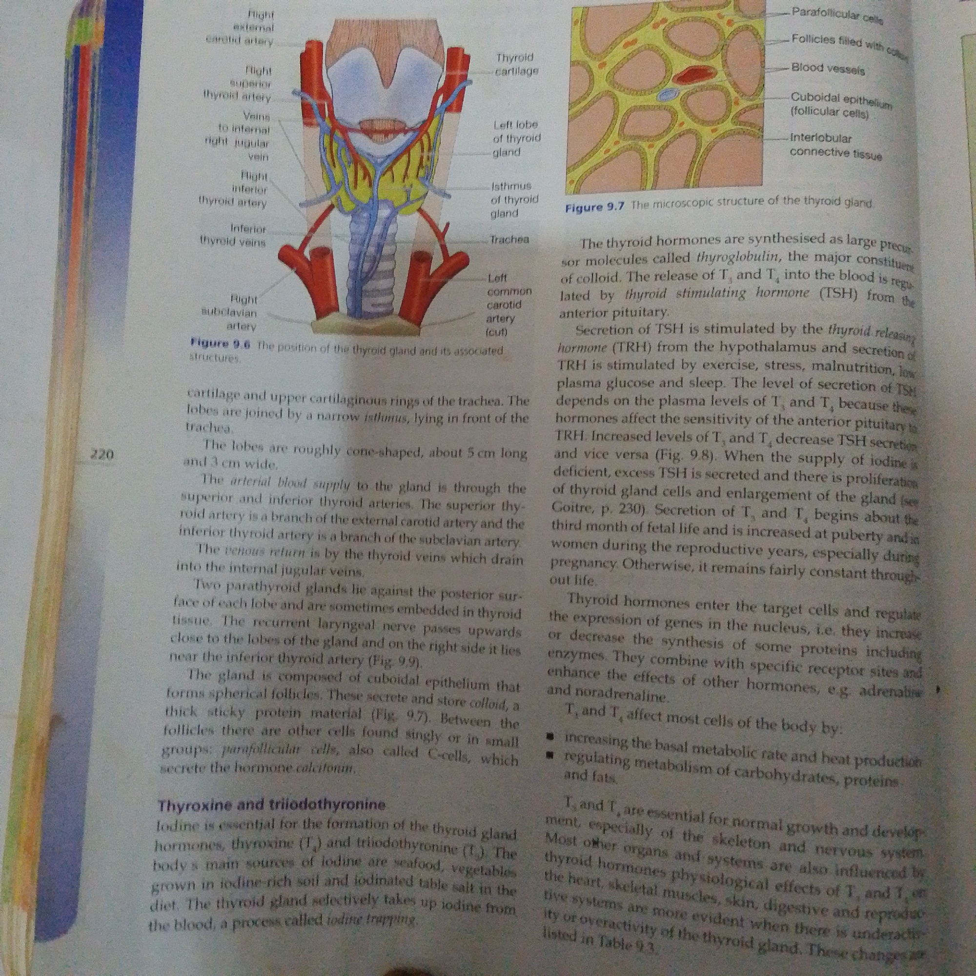 This media file is a photograph of a textbook page, likely from a biology or anatomy textbook. The page is filled with text and two diagrams. One diagram, labeled "Figure 9.6 The position of the thyroid gland and its associated structures," is a detailed illustration of the human thyroid gland, trachea, and associated blood vessels and nerves in the neck. The other diagram, labeled "Figure 9.7 The microscopic structure of the thyroid gland," shows a close-up view of thyroid follicles and follicular cells.
The text discusses the thyroid gland, its hormones (thyroxine and triiodothyronine), their synthesis, regulation, and effects on the body. It mentions iodine's role in hormone production, the stimulation of TSH secretion, and the physiological impacts of thyroid hormones on various bodily systems. Specific terms like "thyroglobulin," "TSH," "TRH," "goitre," and "calcitonin" are present. The page also includes a page number, "220," on the left side. The lighting suggests it is an indoor scene, likely a classroom or study environment. No people are visible in the image.
