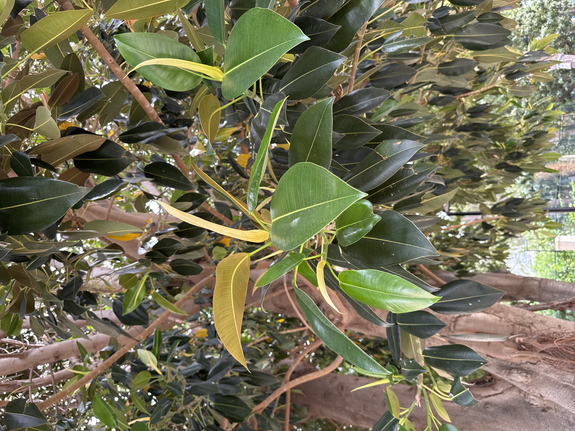 A close-up, eye-level shot focuses on the leaves and branches of a rubber tree, likely located in the city of Benirredrà, Spain. The foreground features several large, leathery leaves in various shades of green, some with a yellowish hue, indicating new growth. The texture of the leaves is smooth, with visible veins. A thick, textured tree trunk is partially visible on the left side of the image, showing its rough bark. The branches extend across the frame, supporting the foliage. In the background, the dense canopy of the tree creates a backdrop of varying shades of green, with glimpses of sunlight filtering through. The environment appears to be outdoors, possibly a park or garden, given the lush vegetation. There are no people or animals visible in the frame.