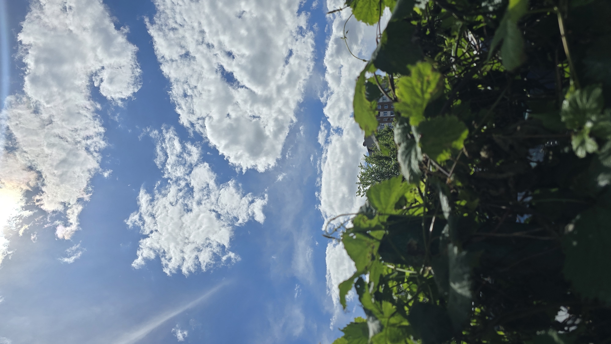 This image captures a vibrant and bright outdoor scene on a sunny day. The sky dominates the left and central portions of the frame, featuring a clear blue expanse dotted with numerous white, fluffy cumulus clouds, along with some delicate, wispy cloud streaks. A powerful light source, likely the sun, is positioned on the far left, creating a radiant glow and a visible lens flare.
The right side of the image is filled with dense, lush green foliage, consisting of various leaves and branches. This close-up perspective of the vegetation suggests a hedge, bush, or climbing plant, with some elements in sharp focus and others softly blurred. Through and beyond this greenery, several multi-story buildings with visible windows are partially visible in the background, suggesting an urban or suburban environment. Distant trees can also be seen nestled below the buildings.
The scene depicts a calm and bright daytime setting with fair weather. No individuals or specific activities are taking place, presenting a serene natural and architectural landscape. There is no discernible text within the image. The location context for this scene is Kyiv, Ukraine.