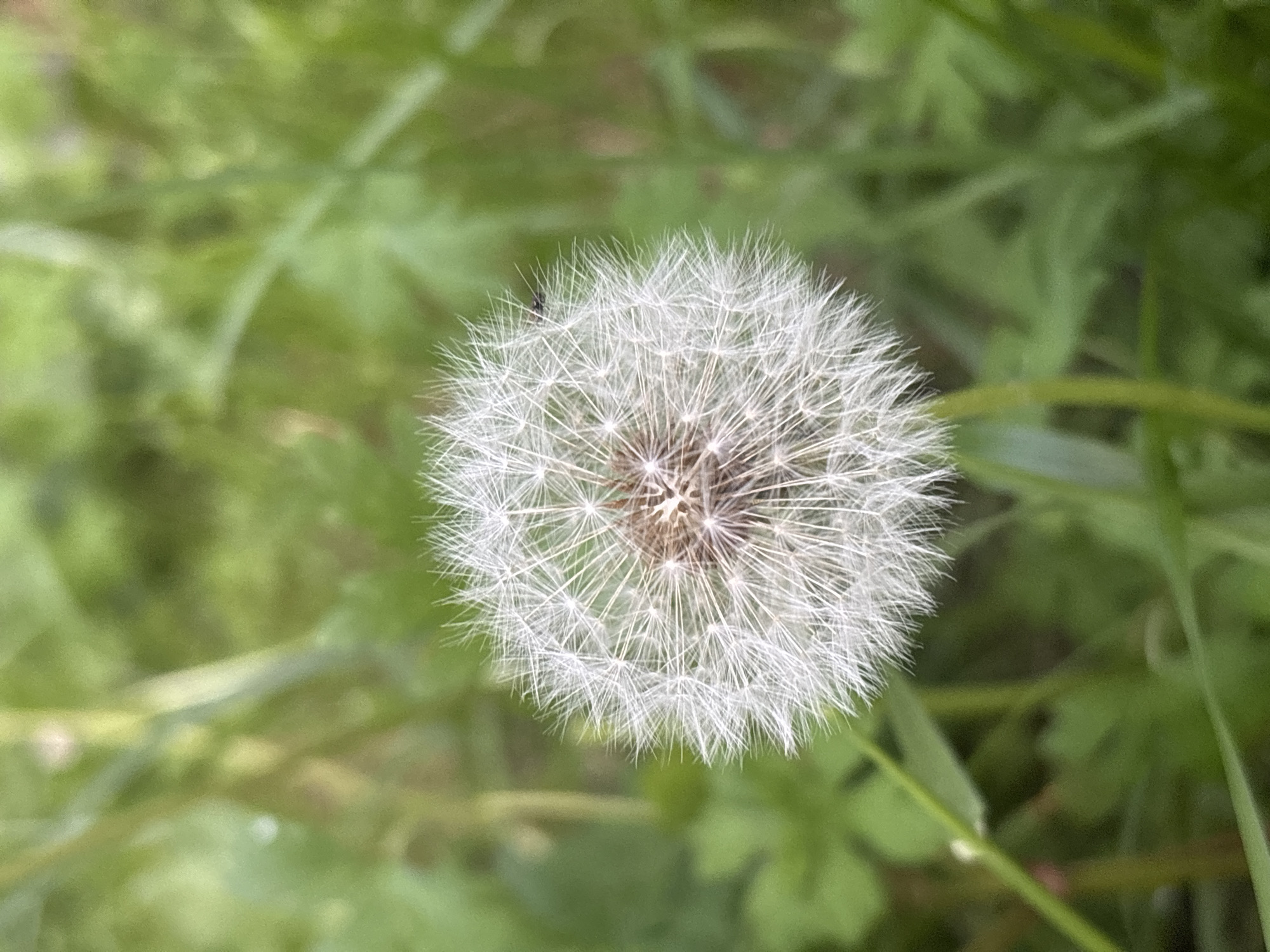 A close-up, overhead shot focuses on a dandelion seed head, which is a sphere of delicate white filaments. The seed head is positioned centrally in the frame, with its base slightly obscured. The background is a blur of vibrant green foliage, suggesting an outdoor setting, likely a field or garden. The soft focus of the background makes the dandelion the clear subject of the image. The lighting appears to be natural, indicating it could be daytime, and there are no discernible weather cues. The image is devoid of any text. A tiny dark insect is visible on the surface of the dandelion seed head, to the left of its center. The overall impression is one of nature's intricate beauty and fragility.