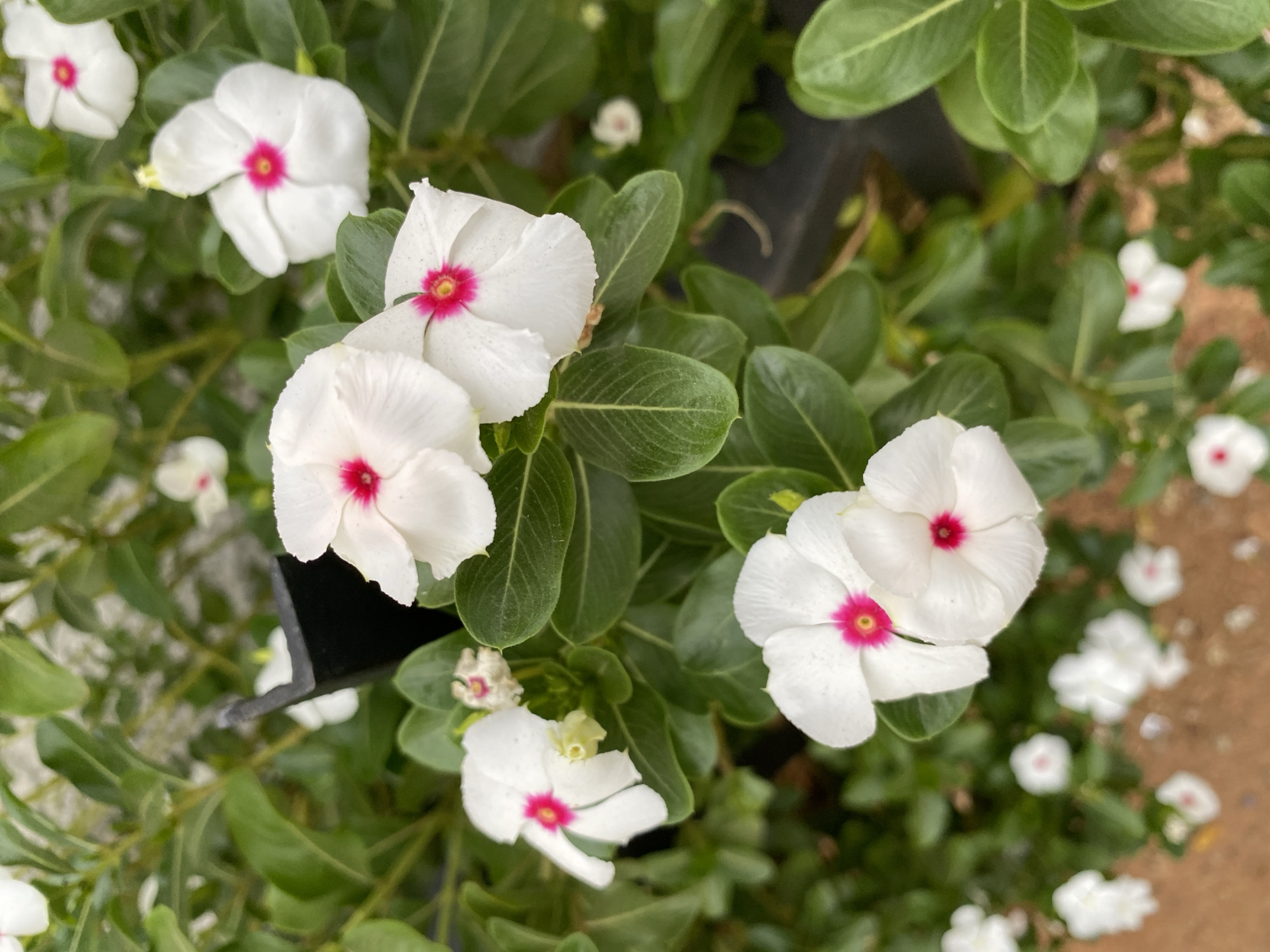 The image shows a close-up of white flowers with a pink center, possibly periwinkles, surrounded by green leaves. The location of the scene is Bukuru, Nigeria. The details surrounding the context of the image, such as people, specific interactions, and further environmental characteristics, are not present in the visual data.