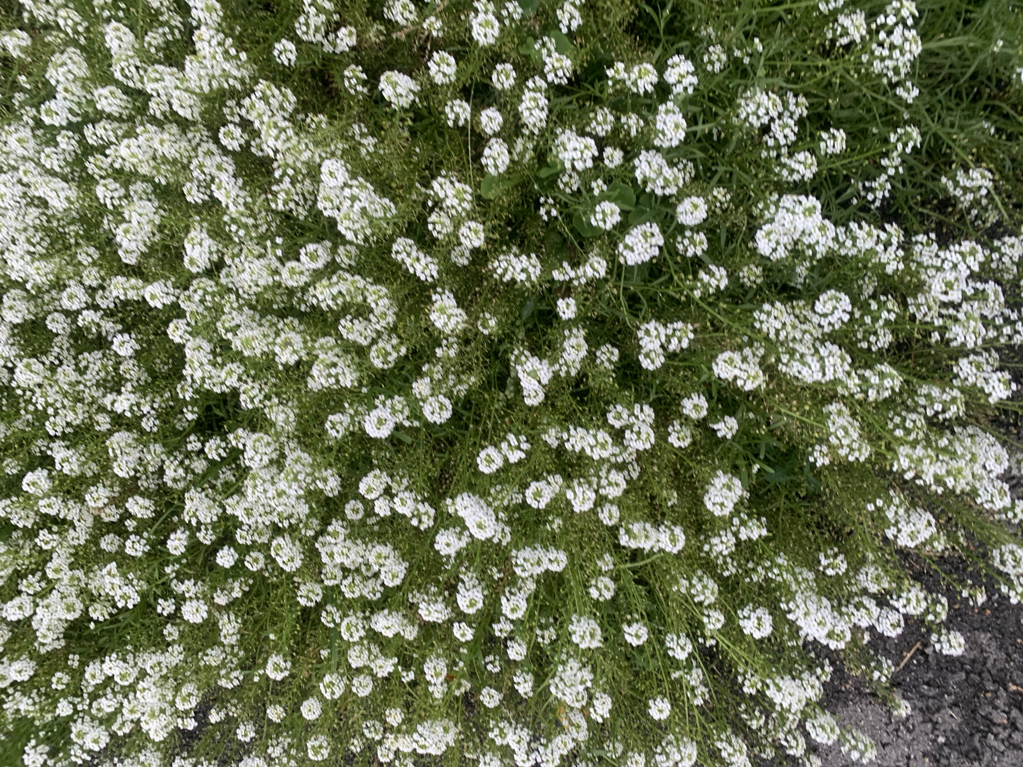 This image is a close-up, overhead view of a dense cluster of small white flowers with green foliage. The flowers are delicate and clustered together, forming a soft, textured carpet. Some of the flowers are in full bloom, while others appear to be budding or fading. The green foliage is fine and wispy, providing a backdrop for the white blooms. The lower left corner of the image shows a patch of dark, textured ground, possibly asphalt or dark soil. There are no people or animals visible in the image, and no specific actions or interactions are depicted. The scene appears to be an outdoor, natural setting, likely a garden bed or a patch of wildflowers. Without further information or context, it is impossible to definitively determine the specific location within the city of Prokopyevsk, Russia.