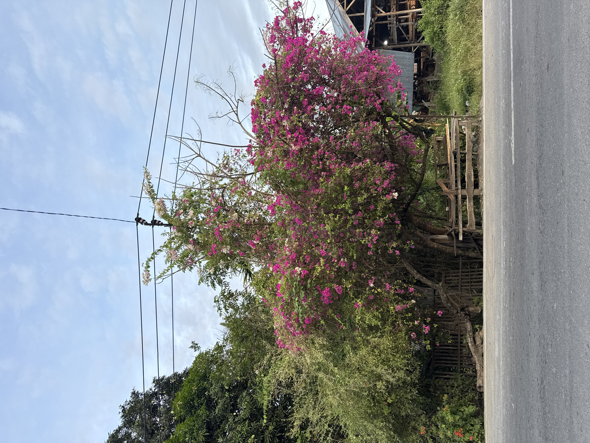 A vibrant outdoor scene captures a large flowering tree, likely bougainvillea, abundant with bright pink and some white blossoms, standing prominently on the right side of the frame. The tree's dense green foliage contrasts sharply with the colorful flowers.
A paved asphalt road stretches horizontally across the lower left portion of the image, marked by a white solid line along its edge. Beyond the road, beneath the flowering tree, a rustic wooden fence or barrier separates the road from lush green grass and additional vegetation. Further to the left, another large tree with dense, dark green foliage adds to the verdant landscape.
Overhead, a bright blue sky with scattered wispy white clouds dominates the upper half of the image. Several black utility lines, strung between unseen poles, traverse the sky diagonally from the upper left. Some bare, leafless tree branches reach upwards towards these lines. In the upper right background, a weathered wooden structure, possibly part of a building or scaffolding, is discernible.
The scene is illuminated by natural daylight, indicating it is daytime. The weather appears clear with light cloud cover. No people or animals are visible, and no specific activity is taking place. The overall impression is one of a peaceful, green roadside environment, consistent with the tropical setting of Pulorungkom, Indonesia. No visible text is present.