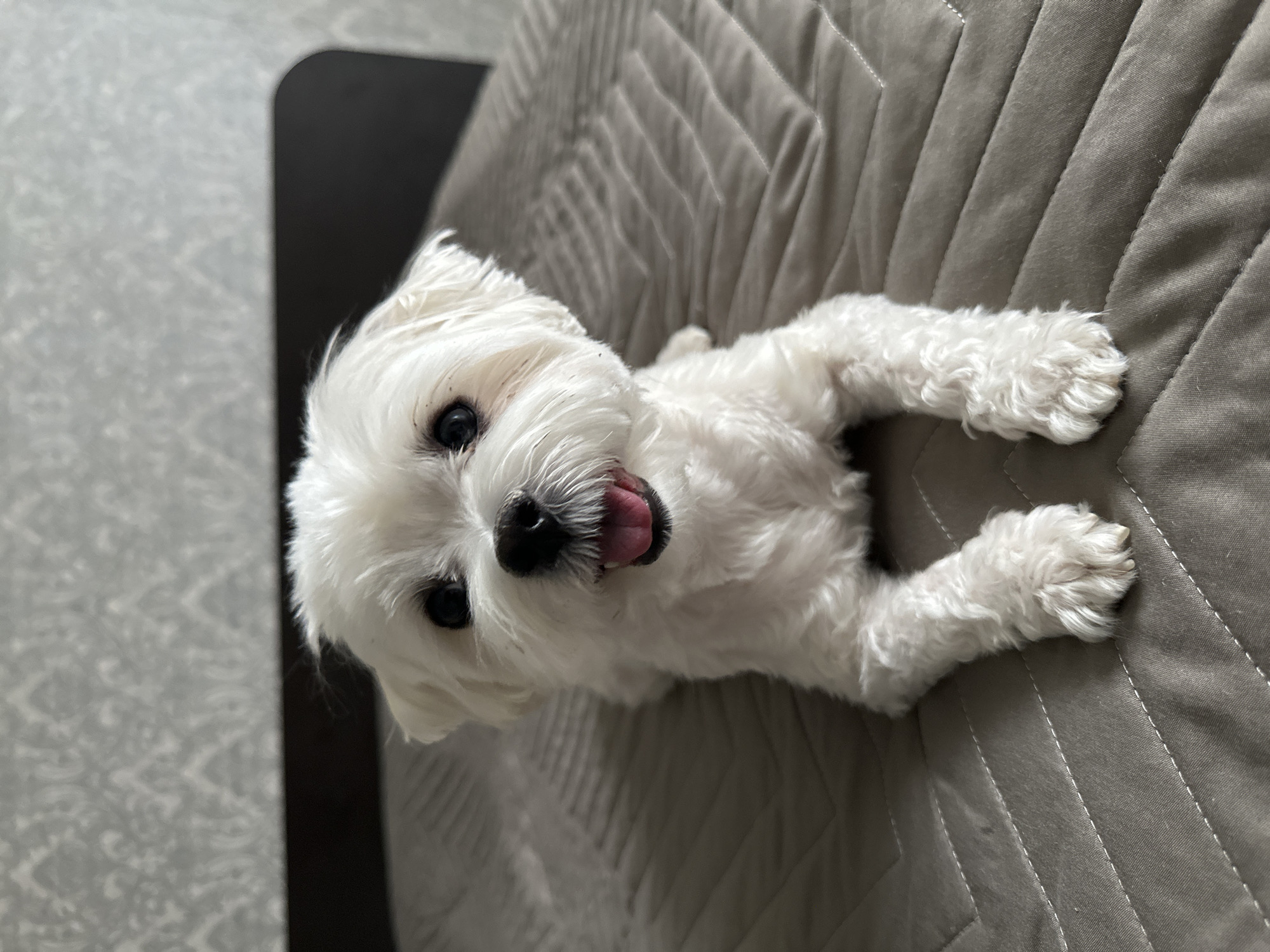 A small, white, long-haired dog, possibly a Maltese, is lying on its back on a gray, quilted fabric surface, likely a bed or sofa. The dog is looking up at the camera with its mouth open and tongue visible. Its front paws are extended. The background includes a dark, vertical object along the left edge and a light-colored, patterned surface behind the gray fabric. The location of Chaikovsky, Russia is not deducible from the image.