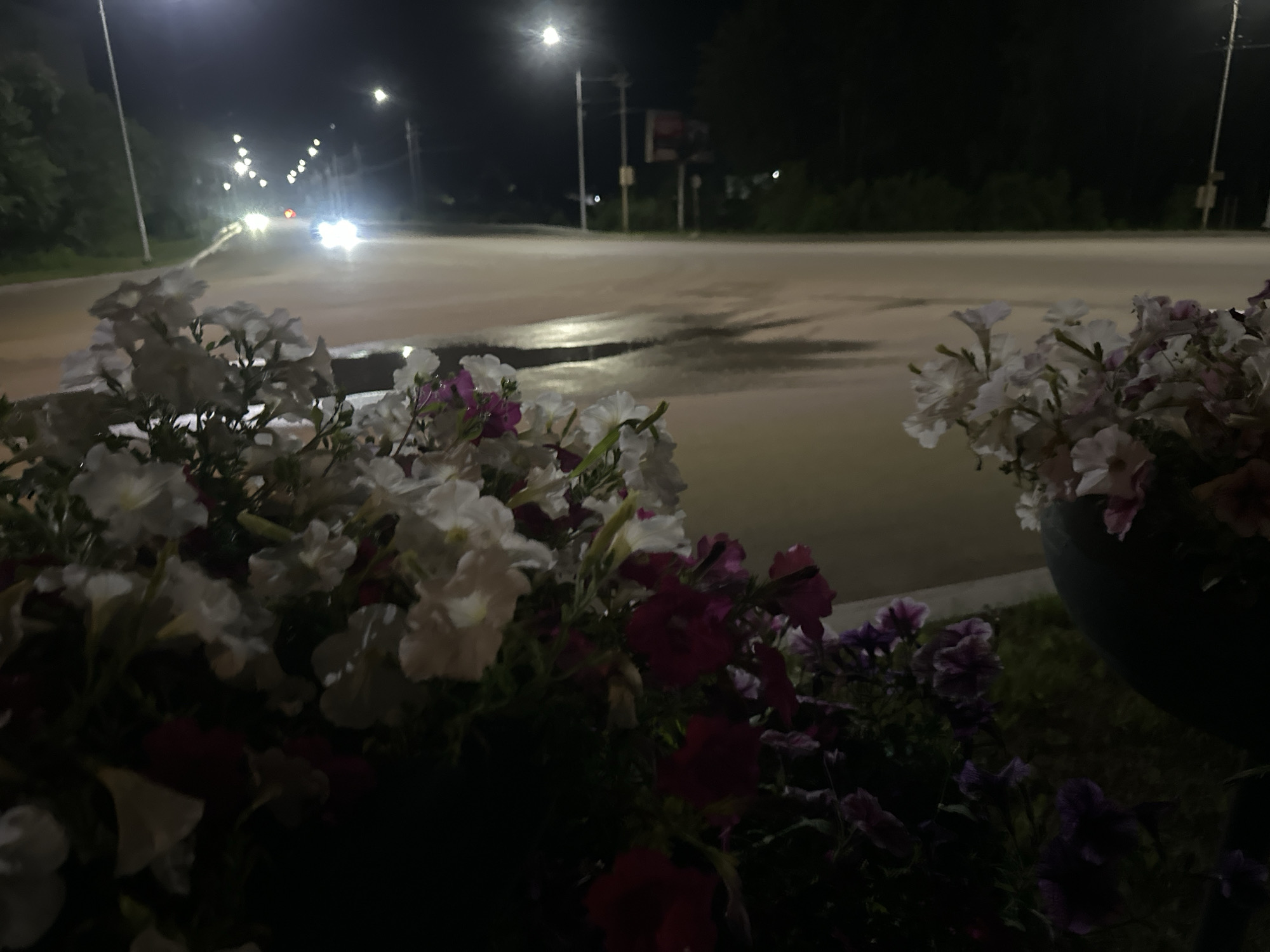 In Birobidzhan, Russia, a nighttime scene unfolds on a wet asphalt road, illuminated by streetlights and the headlights of passing vehicles. In the foreground, a dense arrangement of white and pink petunias overflows from a dark planter, their delicate petals catching the ambient light. Beyond the flowers, the road stretches into the darkness, reflecting the overhead lights. A few cars are visible on the road, their headlights creating bright streaks. Trees line the sides of the road, their dark forms receding into the night. The overall impression is one of urban quietude punctuated by the transient glow of artificial light.