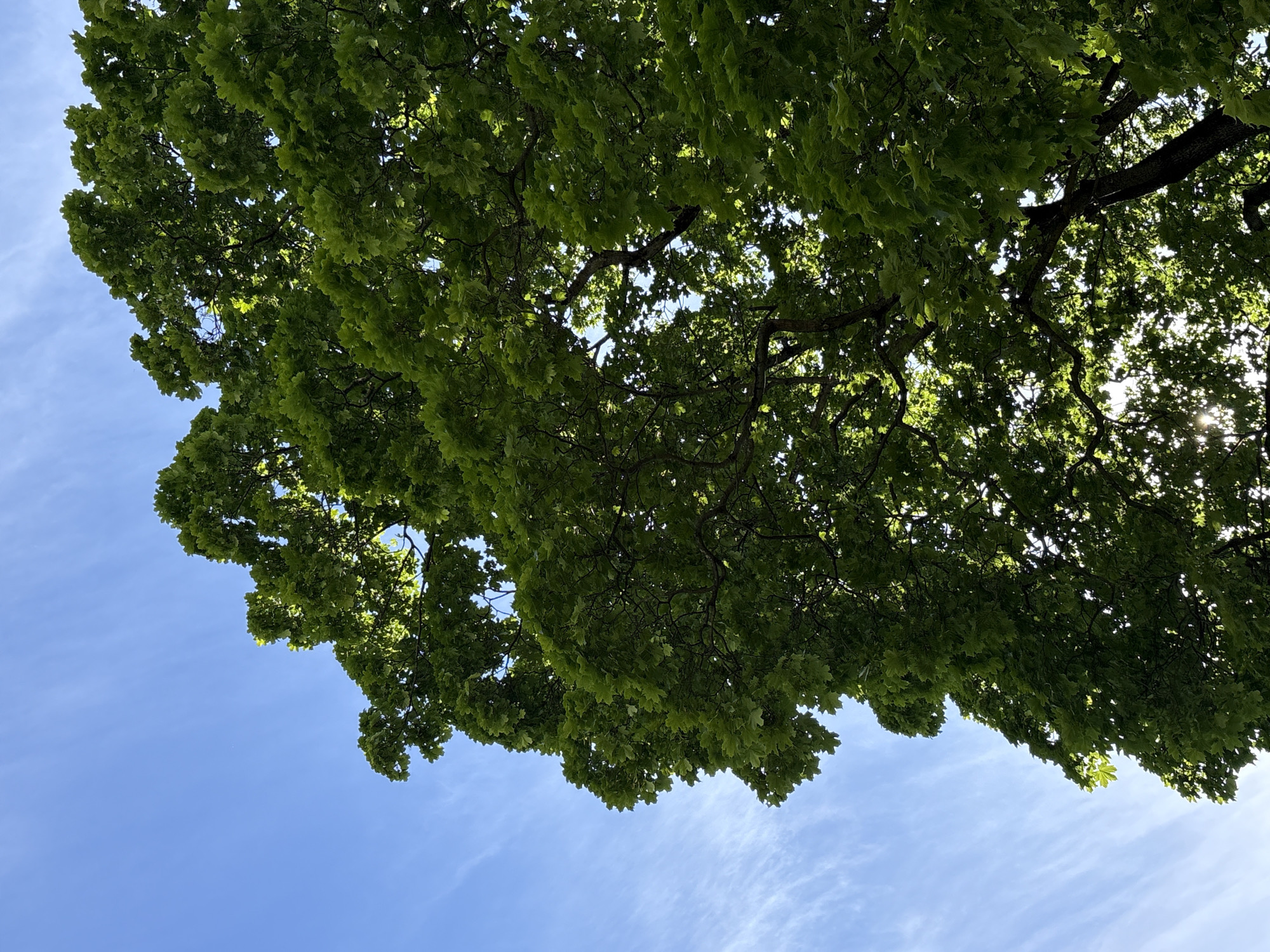 The image shows a low-angle view looking up at the branches and bright green leaves of a large deciduous tree against a clear blue sky. Wispy white clouds are scattered across the sky. Sunlight filters through the dense foliage, creating dappled light and highlighting some of the leaves. The branches of the tree are thick and gnarled, with many smaller twigs extending outwards. The scene is vibrant and suggests a warm, sunny day, likely in late spring or early summer given the lushness of the leaves. There are no people or other objects visible in the frame. The perspective is from directly beneath the tree, emphasizing its size and canopy. The location context of Saint Petersburg, Russia, is not visually evident from the image itself. The overall mood is peaceful and serene, capturing the beauty of nature on a bright day.