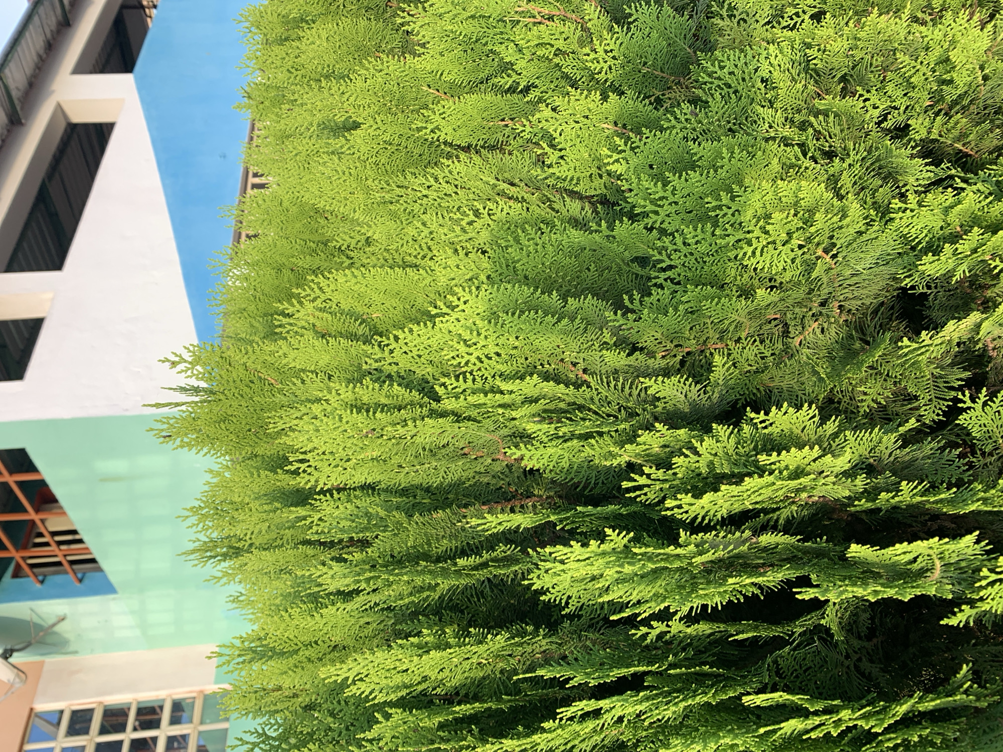 The image displays a lush, vibrant green evergreen shrub, likely a cypress or juniper, filling the foreground. The foliage is dense and textured, with sunlight highlighting the feathery tips of the branches. In the background, a building with a pale pink and white facade is visible. A section of the building is painted a light teal, and another segment is a bright blue. Above the teal section, an orange-barred window is apparent. A satellite dish is mounted on the pink section of the building. The overall scene suggests an outdoor environment, possibly a residential or institutional setting in Rafin Par, Nigeria.