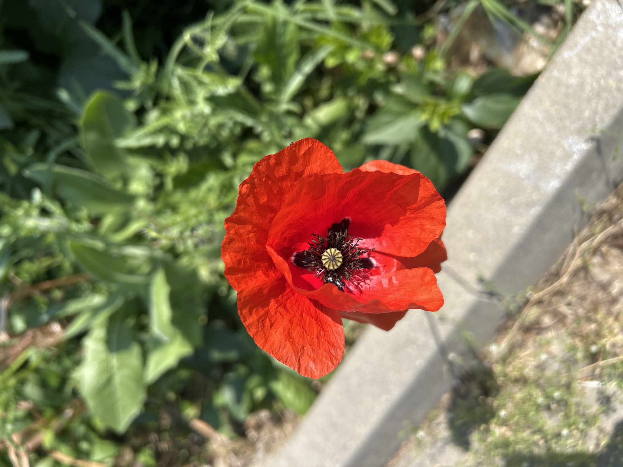 The image presents a close-up, high-angle view of a single, vibrant red poppy flower. The poppy is centrally positioned, showcasing its delicate, somewhat crinkled petals in a vivid shade of red. The flower's heart features a prominent dark center, likely a deep purple or black disk, from which a star-shaped stigma emerges, surrounded by numerous dark stamens tipped with visible yellow pollen.
The background elements are largely out of focus, creating a shallow depth of field that emphasizes the flower. To the left and top-left, a mass of green foliage, appearing as blurred leaves and stems, suggests a natural, overgrown environment. To the right, a light-colored concrete or stone curb runs diagonally from the upper-right towards the lower-right corner, also rendered with a soft focus. Below this concrete edge, additional blurred green and dried vegetation is visible.
The scene is bathed in bright, natural sunlight, which highlights the poppy's intense color and texture, indicating a clear and sunny day, likely during morning or afternoon. There are no people or visible text in the image. The setting appears to be an outdoor natural environment, possibly a field edge or roadside in Obretenik, Bulgaria, given the provided location context.