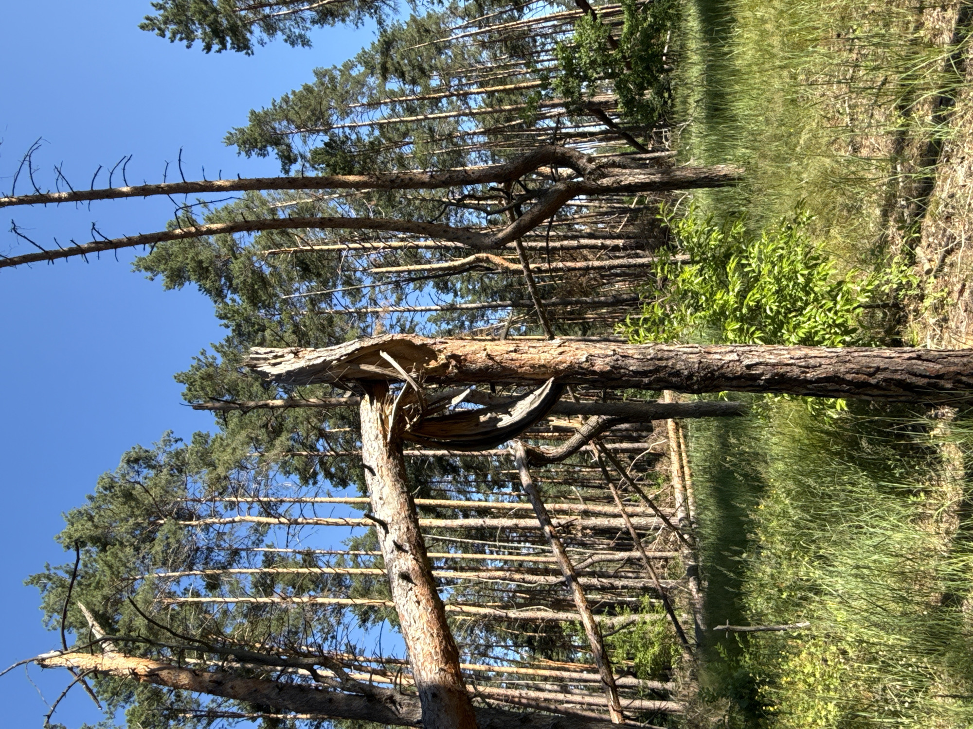 A forest scene in Korobivka, Ukraine, is depicted under a clear blue sky. The foreground features tall, slender pine trees with rough bark. One tree in the center is split vertically, with a large, broken branch extending horizontally across the frame. This branch is also split and shows exposed wood. To the left, another broken branch is visible, resting on lower branches.
The forest floor is covered in lush green grass and some smaller plants. In the background, a dense stand of pine trees stretches towards the horizon, with some of the trees appearing slightly bent or twisted. Fallen logs are visible on the ground among the trees. The lighting suggests it is daytime, with sunlight casting shadows. There are no people or animals present in the image.