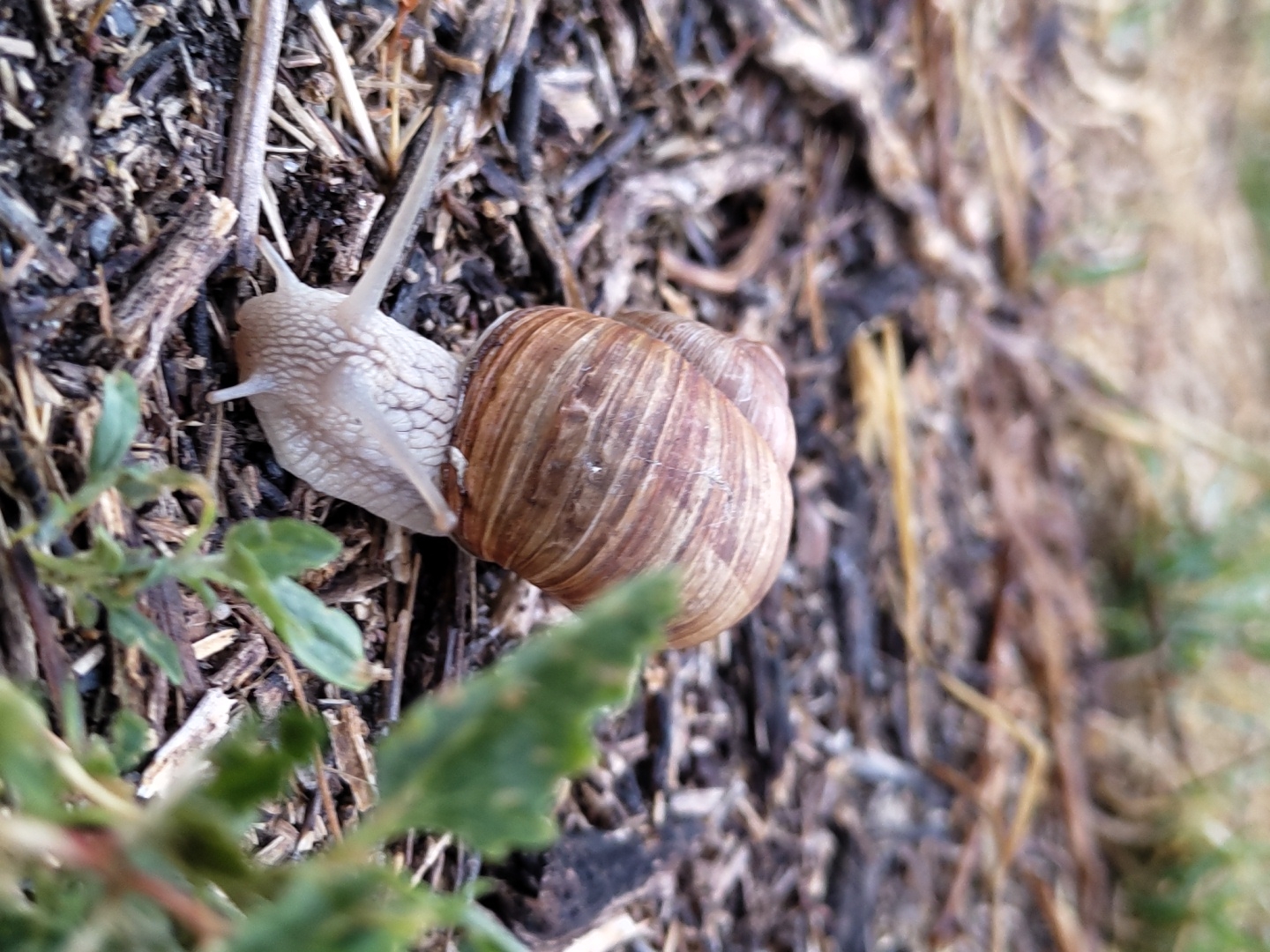A close-up, low-angle shot features a snail on a bed of dark brown mulch and dry twigs. The snail's shell is a spiral of light and dark brown, with textured ridges. The snail's body is pale and slimy, with two prominent antennae extended forward. A few small green leaves are visible in the foreground and background, some of which are blurred due to the shallow depth of field. The overall environment suggests an outdoor, natural setting.