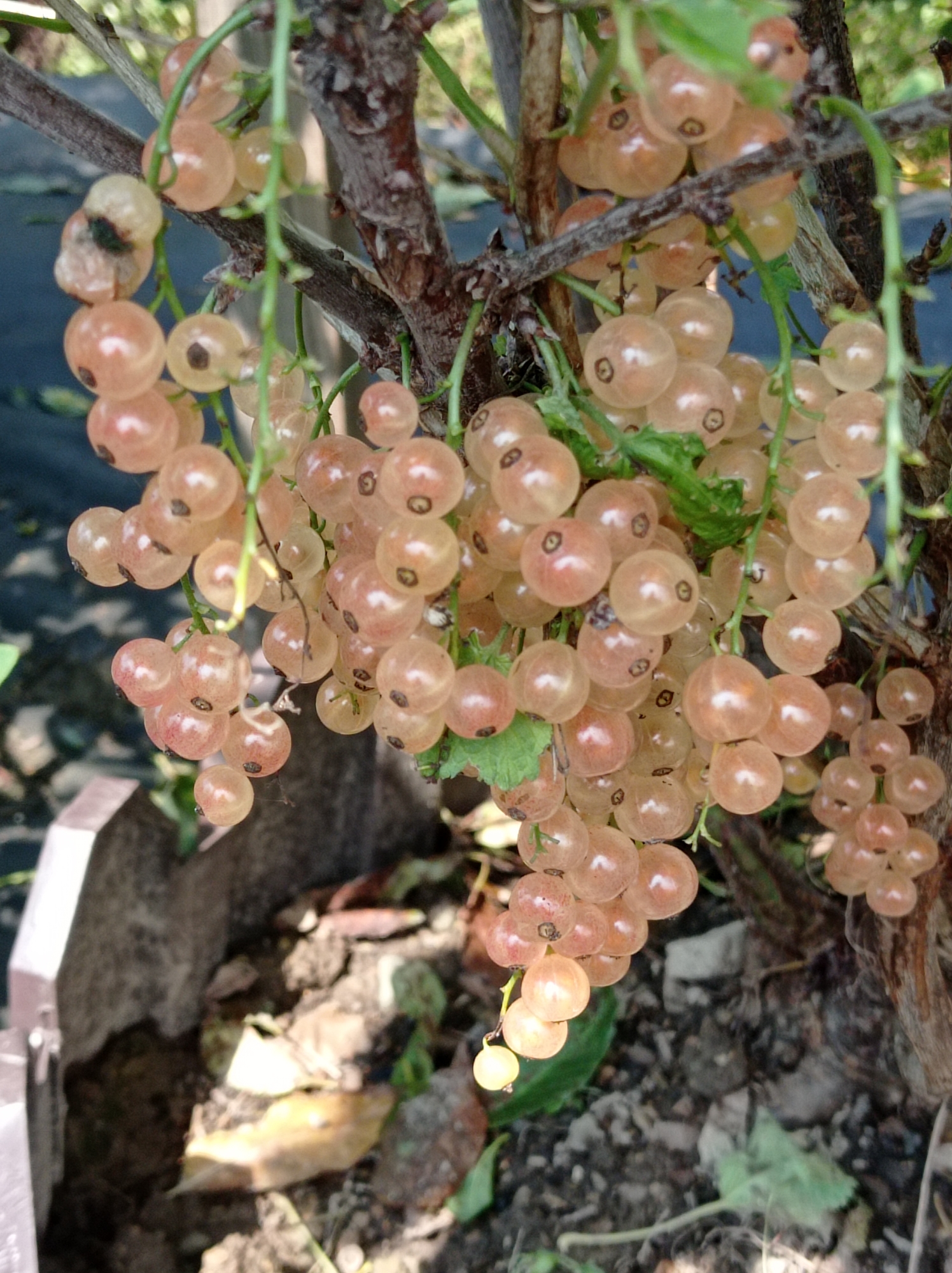 The image shows a close-up of a cluster of pale pink currants hanging from a branch of a currant bush. The currants are small, round, and translucent, with visible seeds inside some of them. Some of the currants show signs of minor damage, with a few appearing slightly bruised or discolored. The bush has a rough, woody stem and is surrounded by dark soil, fallen leaves, and some greenery. In the background, a dark, out-of-focus surface is visible, possibly a tarp or ground cover. The lighting suggests an outdoor setting, likely during the daytime. The specific location in Degtyarsk, Russia cannot be determined from the image alone.