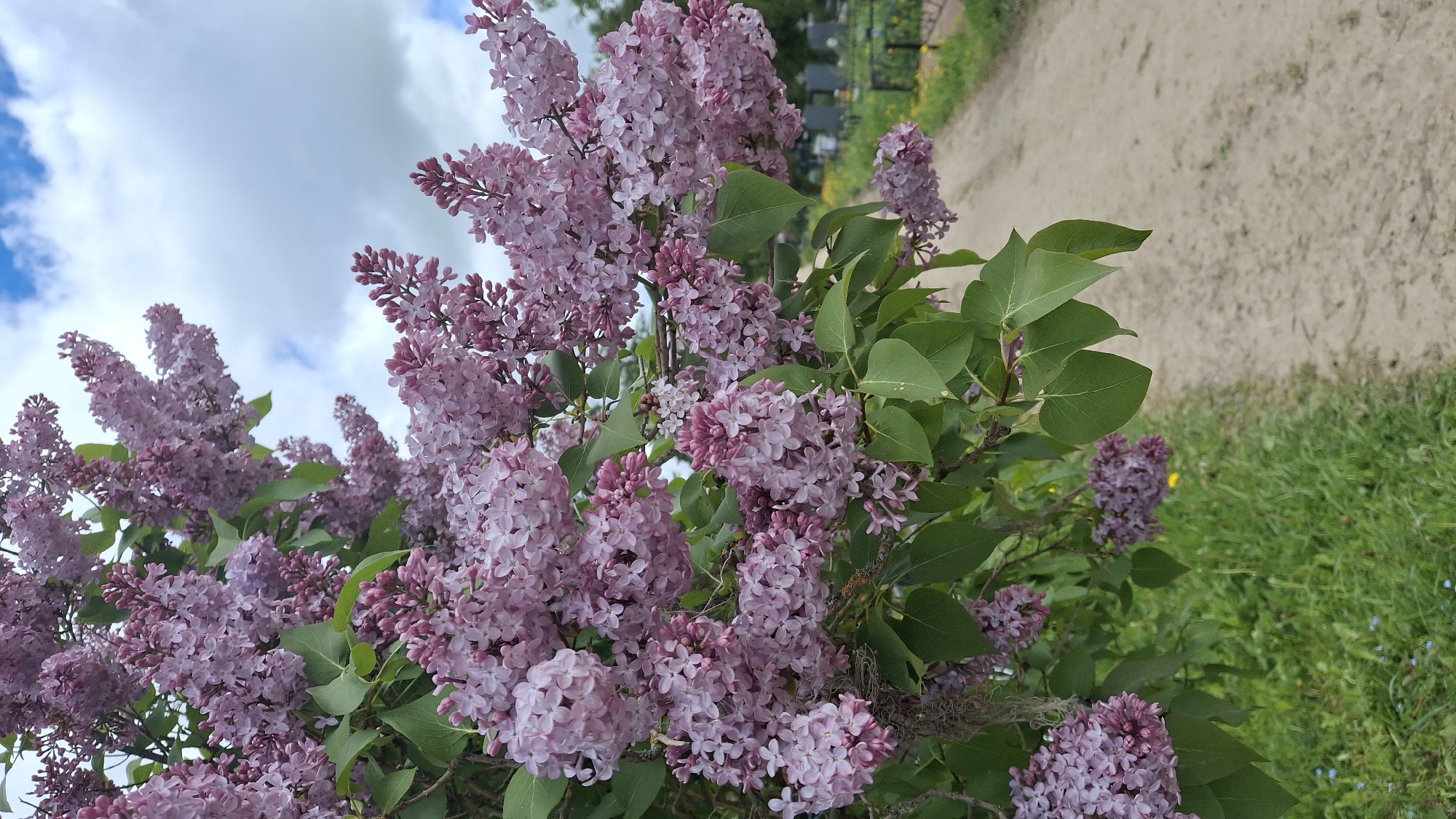 The image shows a flowering lilac bush in Muta-Kiulya, Russia. The bush is covered in dense clusters of light purple flowers with green leaves. The sky is visible in the upper left corner with blue and white clouds. In the background is a dirt path with green grass on the side, leading away from the camera. Faint structures can be discerned beyond the bush, potentially grave markers of a cemetery, as Muta-Kiulya has a known cemetery. No people are visible in the image.