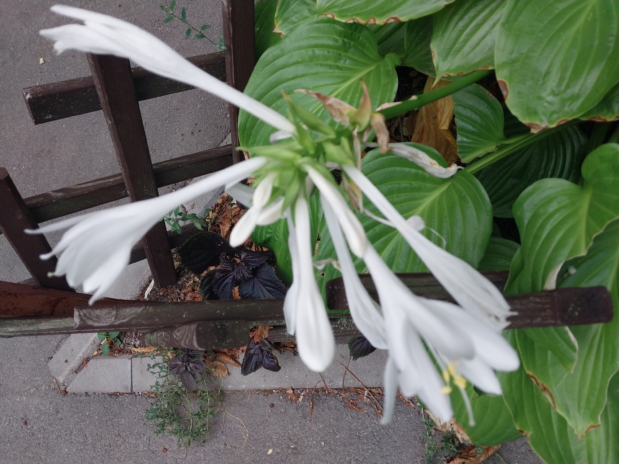 In Dnipro, Ukraine, a close-up, vertical shot captures a cluster of white, trumpet-shaped flowers with long, slender petals. The flowers are in the foreground, with their delicate white blooms extending towards the viewer. Behind the flowers, large, glossy green leaves of what appear to be hosta plants create a lush backdrop. A dark brown wooden lattice fence runs diagonally through the mid-ground, its weathered slats contrasting with the organic textures of the plants. To the left of the fence, a strip of gray asphalt pavement borders the scene, with scattered small pebbles and dry leaves on the ground. A narrow concrete curb separates the pavement from the soil where the plants are growing. A few sprigs of low-lying green and dark purple foliage are visible amongst the dry leaves and soil near the curb and fence. The lighting suggests an overcast day, with diffused light illuminating the scene. There are no people or animals present.