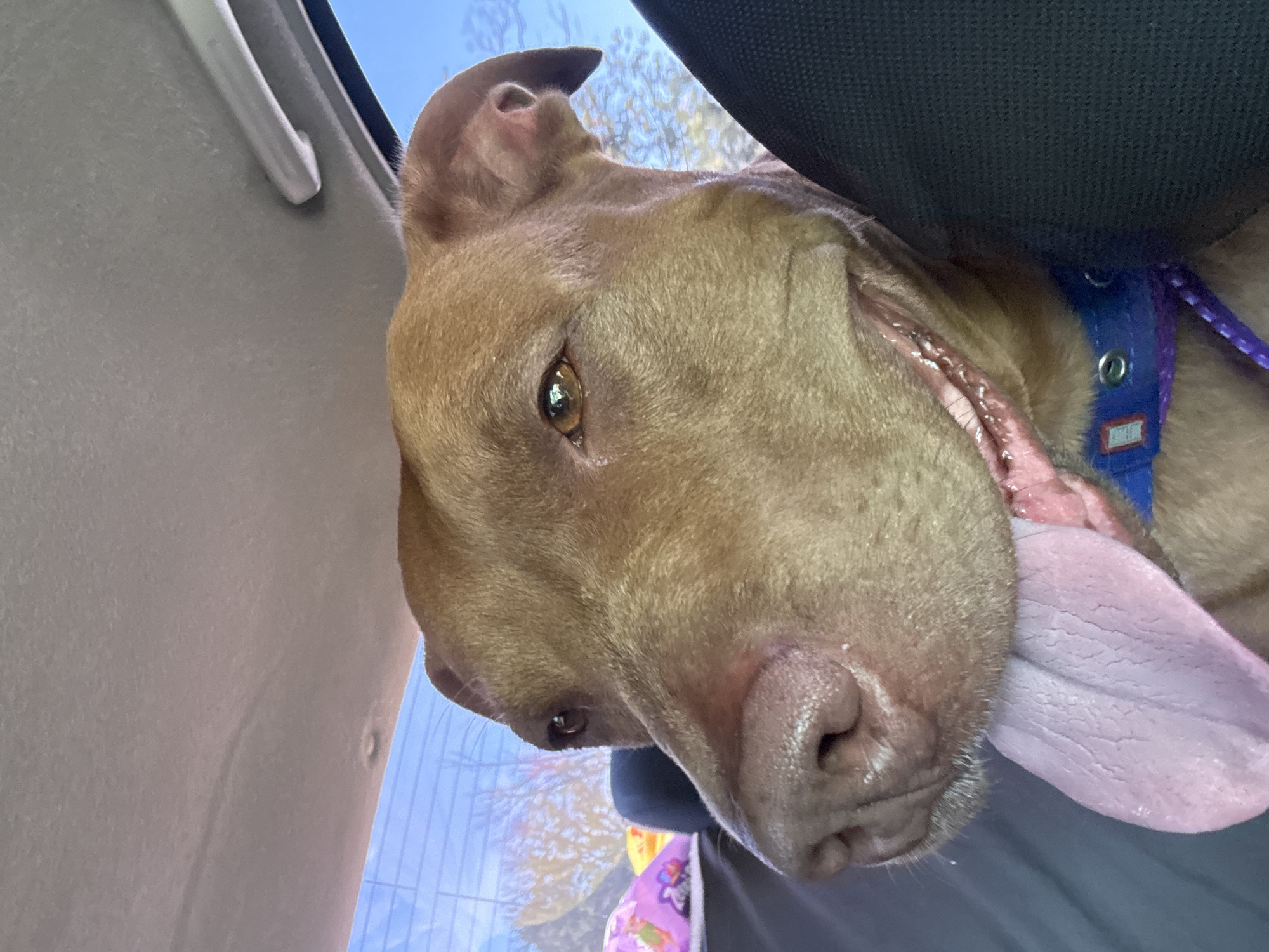 In the city of Velykodolynske, Ukraine, a close-up shot captures a brown dog's face as it sits in the passenger seat of a vehicle. The dog's mouth is open, with its pink tongue hanging out and appearing to be panting. The dog's eyes are looking towards the left side of the frame. In the background, a blue sky and trees are visible through the car window. The interior of the car, including the headliner and seats, is also visible. A colorful object, possibly a toy, is seen in the back seat to the left. The dog is wearing a blue and purple collar with a tag.