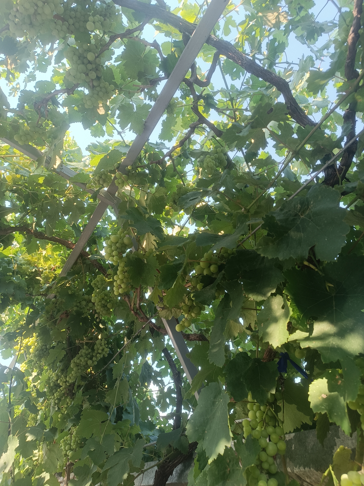 This image shows a close-up, low-angle view of a grape arbor laden with clusters of green grapes and abundant foliage. The grapes are the primary subject, appearing plump and healthy, some still partially obscured by leaves. The vines are supported by a metal structure, with thick, woody stems and broad green leaves creating a dense canopy. The sky is visible through the gaps in the foliage, appearing light blue and clear, suggesting daytime and good weather. The scene is set outdoors, likely in a garden or vineyard. There are no people visible in the image. The location is identified as Vypasne, Ukraine.
