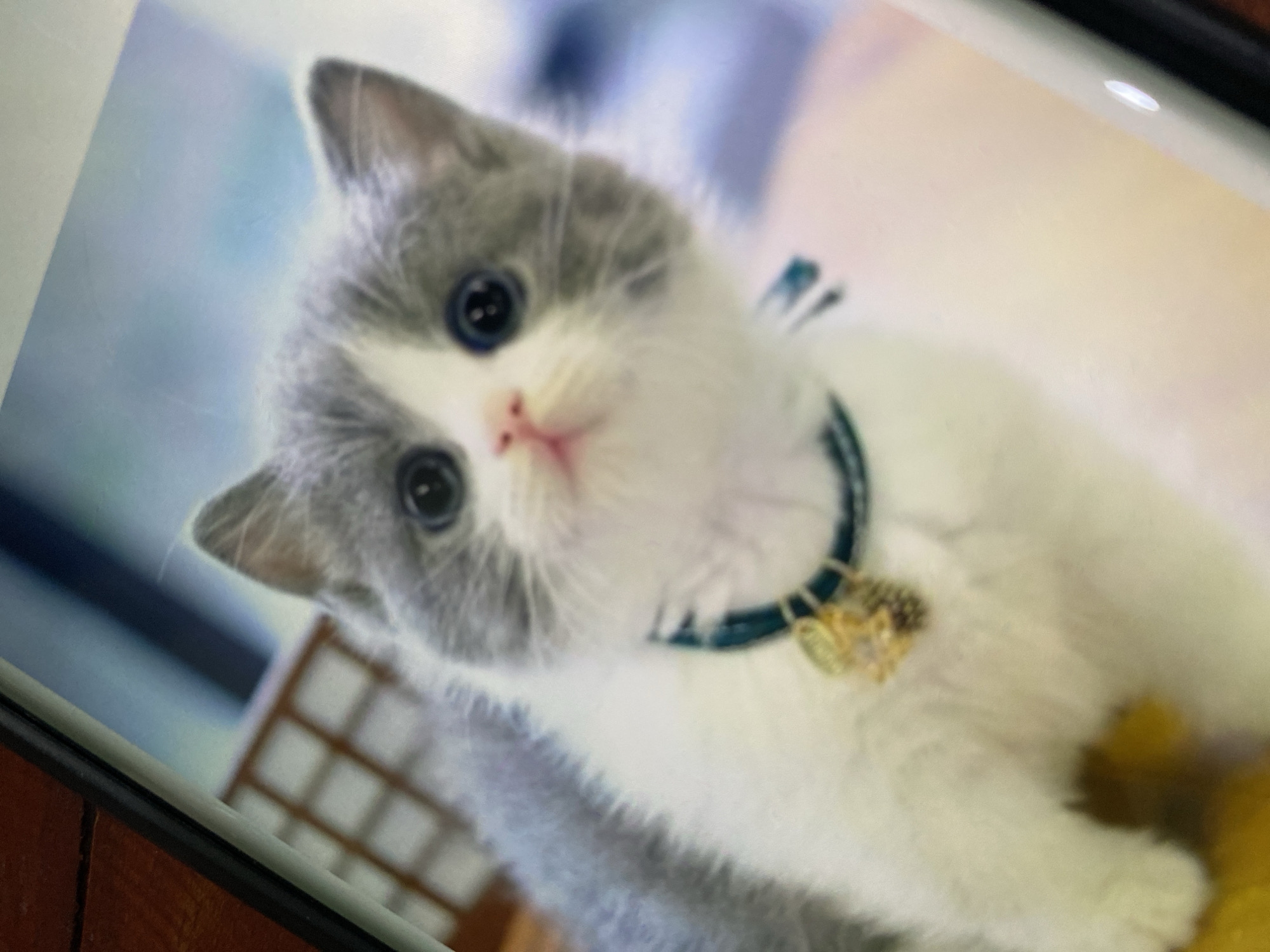 A close-up, slightly blurry image shows a young cat with grey and white fur, wearing a dark blue collar with a small golden charm. The cat's eyes are wide open, and its pink nose is visible. The background is out of focus, with hints of what might be furniture and a light-colored wall. There is no visible indication of the cat's location in Ta', Indonesia.