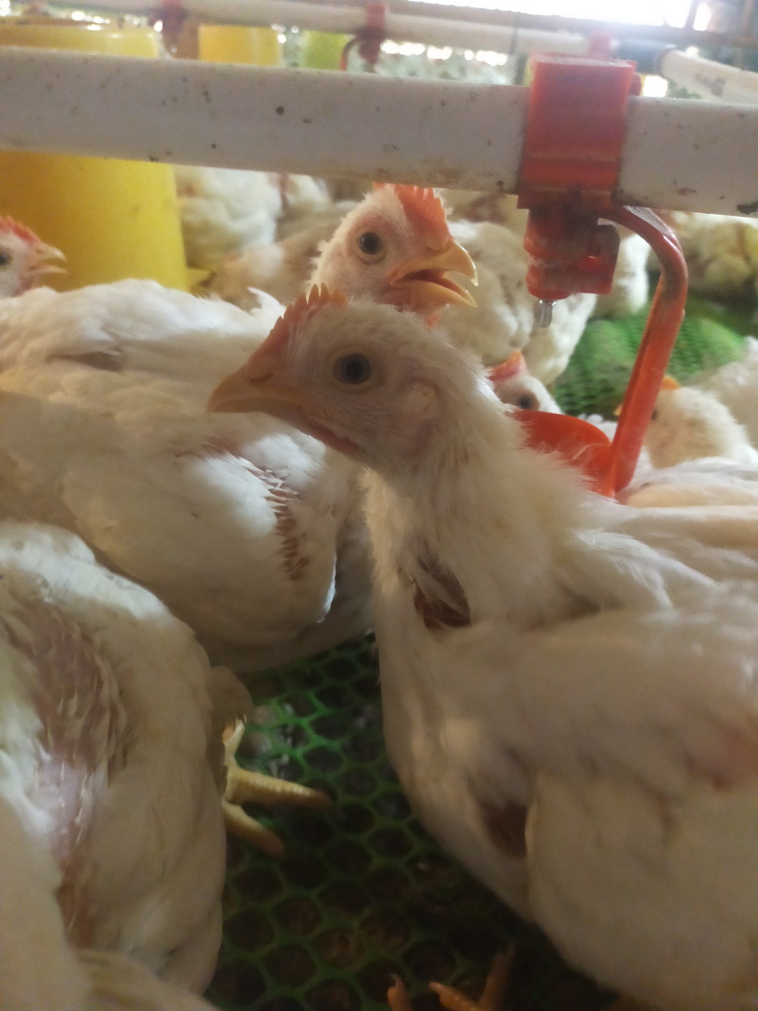 In Sumingkir, Indonesia, an indoor scene depicts a flock of white chickens in a pen with a green mesh floor. Several chickens are visible, with their white feathers and orange beaks and feet being prominent features. A red automatic chicken waterer with a drip is attached to a white pipe running horizontally across the image. Yellow feeders are visible in the background, along with portions of other chickens. The lighting suggests an indoor farm environment.