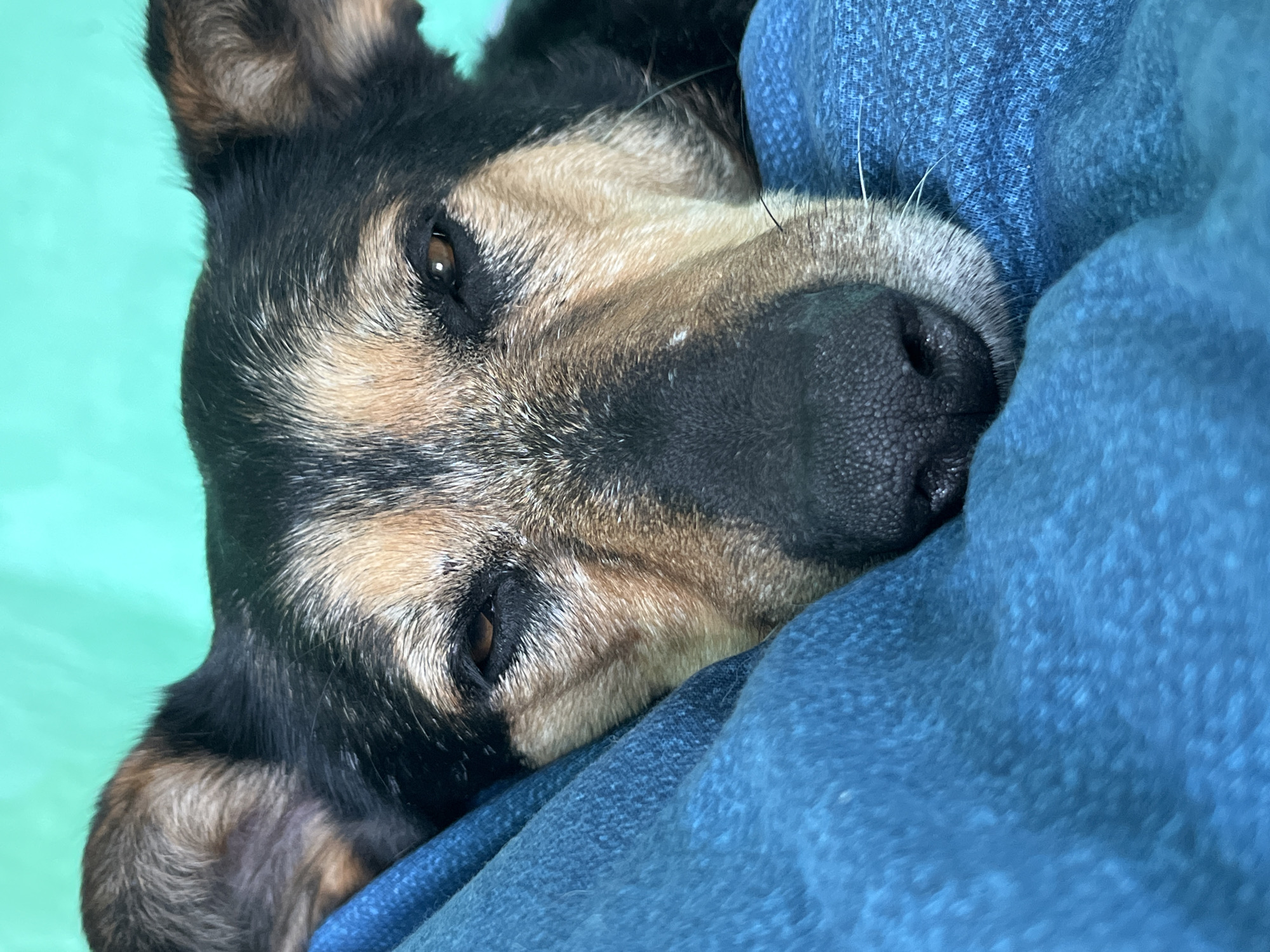 A close-up, vertical shot captures a dog's face, resting its head on a textured blue blanket. The dog appears to be of medium size with black and tan fur, featuring prominent ears that are partially visible. Its eyes are partially closed, giving it a sleepy or relaxed expression. A black nose with visible whiskers is centered in the frame. The background is a solid, vibrant turquoise. There are no discernible landmarks or contextual clues within the image to suggest a specific location in Nizhny Tagil, Russia. The scene is static, with the dog in a resting posture.