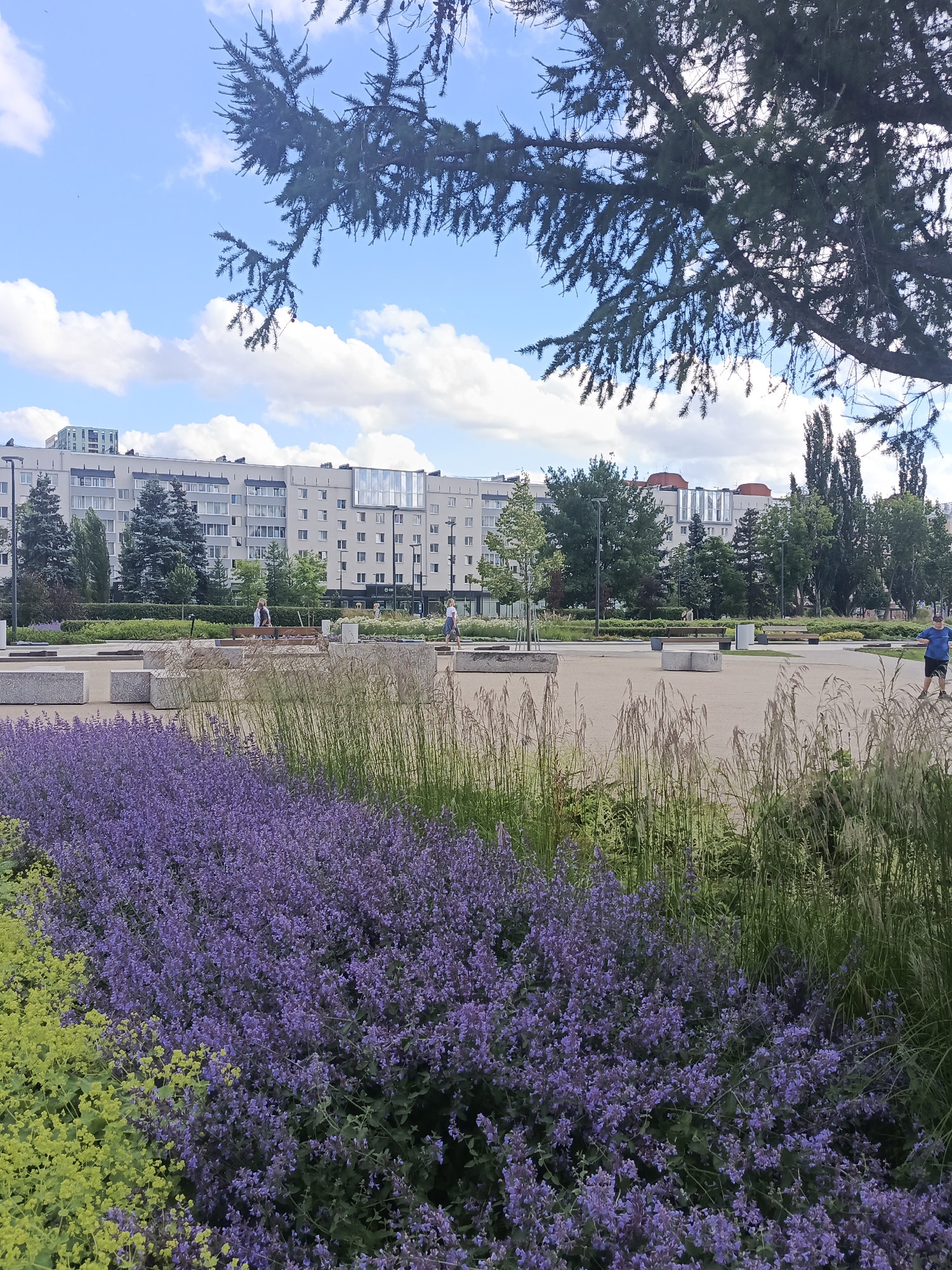 This is a photograph of a public space in the city of Perm, Russia, likely a park or plaza, on a sunny day with scattered clouds. In the foreground, a lush bed of purple flowers, possibly catmint, is vibrant. To the left of the purple flowers, a row of bright yellow-green plants, possibly lady's mantle, adds a contrasting color. Behind the flower beds, the ground is paved with light-colored material, and there are several large, modern-looking concrete benches. In the middle ground, a few people are visible, including a woman with blonde hair sitting on a bench and another person, possibly a child, walking. Further back, a row of trees provides shade and greenery. Dominating the background are several multi-story apartment buildings with a light-colored facade, characteristic of Soviet-era architecture. The sky is a bright blue with fluffy white clouds, and the branches of a large evergreen tree are visible in the upper right corner of the frame, partially obscuring the sky and buildings.