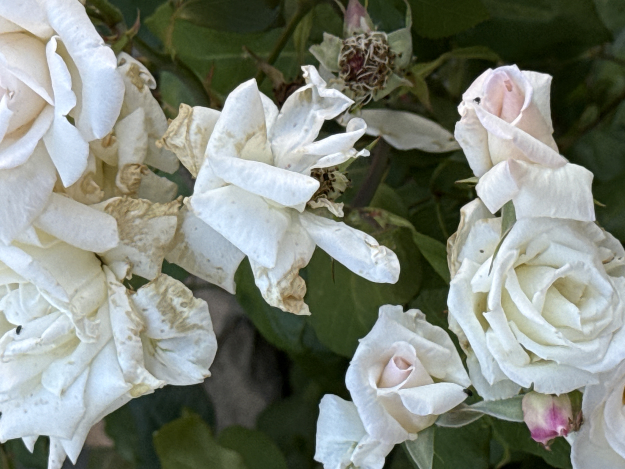 A close-up, high-angle shot captures a cluster of white roses, some fully bloomed and others wilting, against a backdrop of dark green foliage. The roses exhibit various stages of decay, with some petals browning and curling. A single, small pink rose bud is visible on the lower left side. The scene is likely a garden, possibly in Slavyani, Bulgaria, given the mention of the city. No people are present in the image, and there are no discernible actions or interactions taking place. The focus is entirely on the natural elements of the roses and their environment.