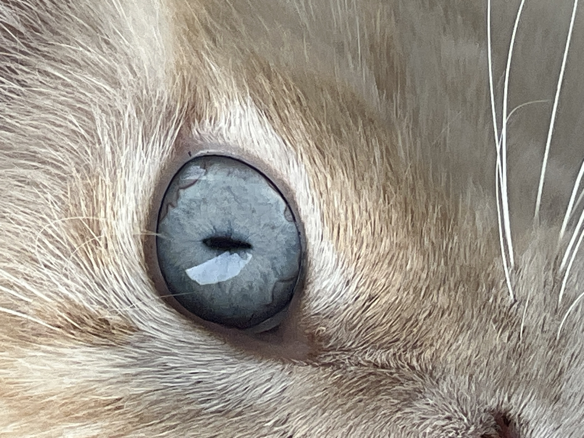 This is a close-up, head-on photograph of a cat's eye and surrounding fur. The cat has striking blue-grey eyes with a dark, vertical pupil. The fur is a light orange-tan color with some darker undertones, and appears soft and fluffy. The whiskers are white and prominent. The lighting suggests a bright, indoor environment. The image does not depict any identifiable landmarks or features of Sochi, Russia.