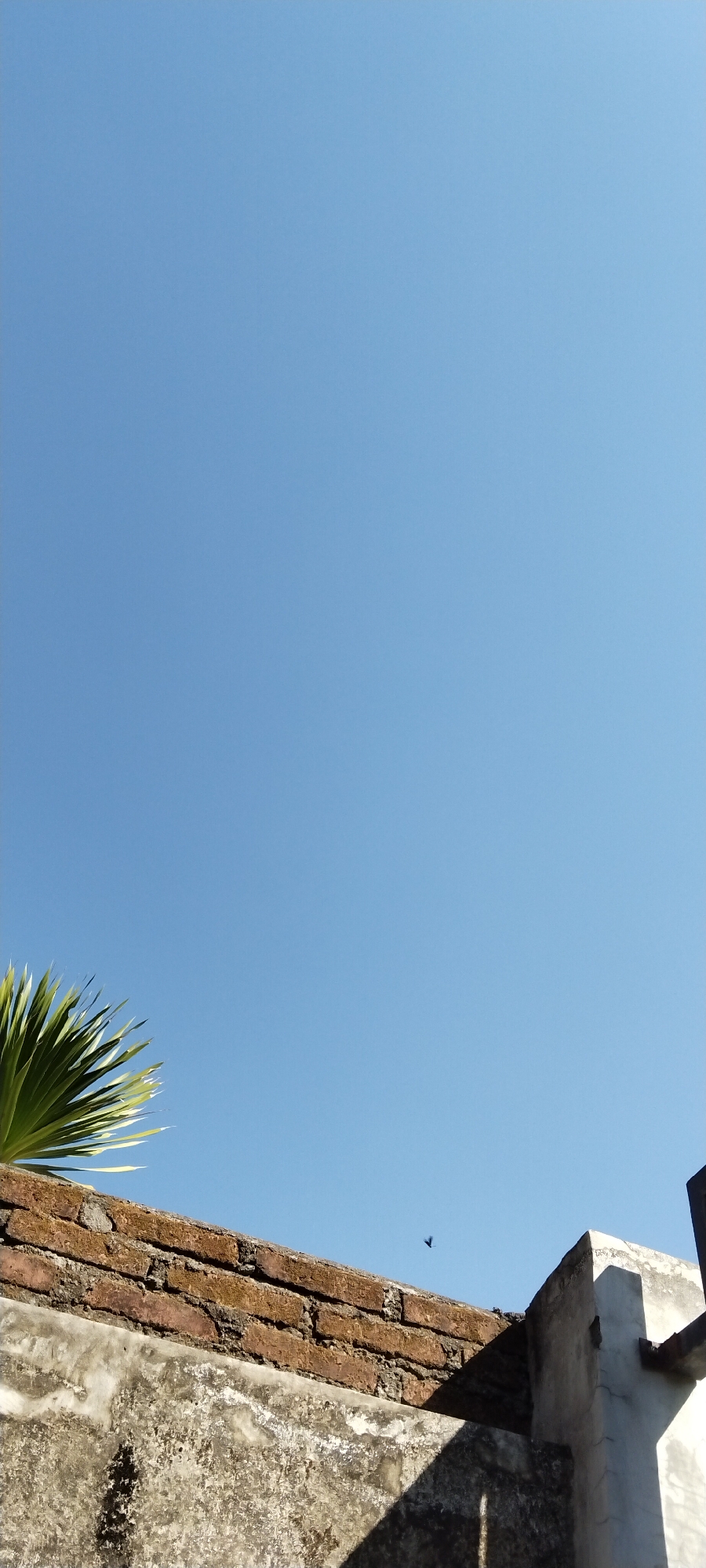 The image is a low-angle shot of a bright blue sky, with the top of a weathered, multi-layered wall in the foreground. The wall is constructed of rough, grey concrete at the bottom and topped with a layer of reddish-brown bricks. Some of the bricks appear mossy and worn. A fan-like green palm frond extends into the frame from the upper left corner, casting a shadow on the sky. A small, dark bird is visible in flight against the sky, positioned above the brick portion of the wall. The overall scene suggests an outdoor environment, possibly in a residential or older urban area. The lighting indicates it is daytime, with the sun casting shadows from the wall structures. This image was taken in the city of Duman, Indonesia.