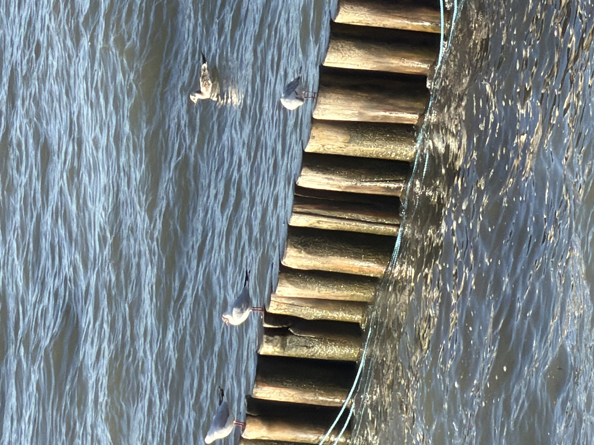 A photograph shows a breakwater made of vertical wooden posts with a light blue rope strung between them. Several seagulls are visible. Three seagulls are perched on top of the posts: one on the left, one in the middle, and one on the right. Another seagull is swimming in the water to the right of the breakwater. The water is choppy with small waves. The image appears to be taken in Zelenogradsk, Russia, likely along the Baltic Sea coast.
