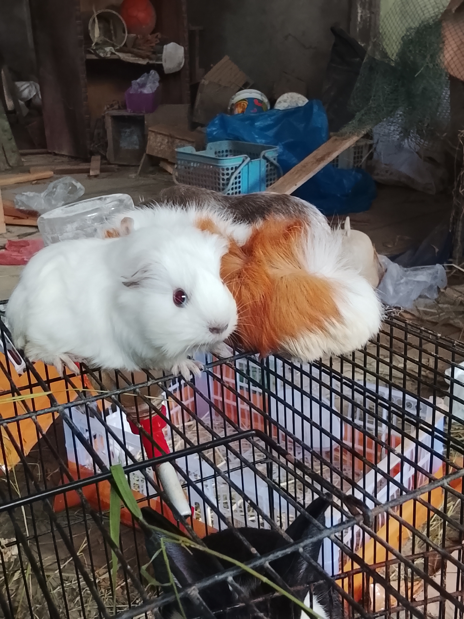 The image shows two guinea pigs in a cage. One guinea pig is white with red eyes, and the other is orange and white. The cage is in a cluttered indoor environment with various objects, including plastic bins, bags, and wooden planks. There is a water bottle dispenser attached to the side of the cage. The background suggests a rustic or storage area. The image does not provide any information about the location in Blang Cut, Indonesia.