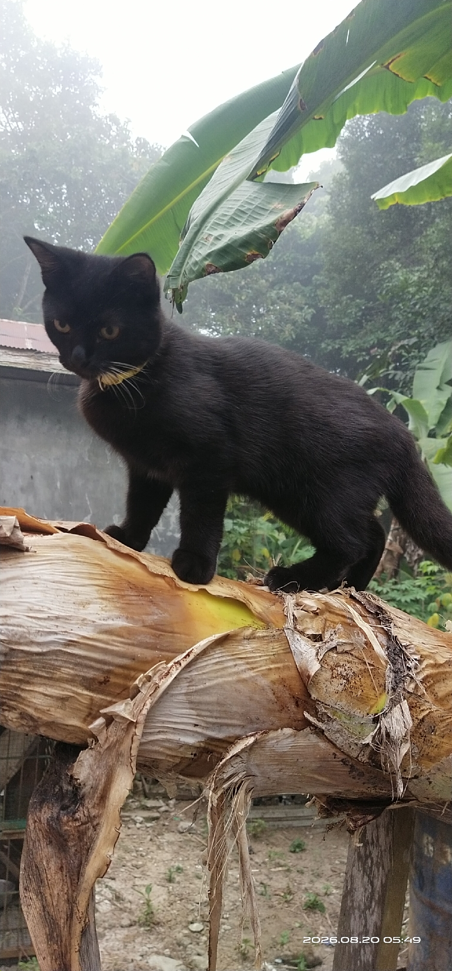 A black cat with yellow eyes stands on a dried banana trunk in Matabu, Indonesia. The cat is facing left, with its head slightly turned towards the viewer. It has a light-colored collar made of straw around its neck. In the background, there are large green banana leaves and trees shrouded in mist, indicating a humid or cloudy day. A gray wall and a corrugated metal roof are visible on the left side of the image. The ground is covered with dirt and some sparse vegetation. A wooden fence is partially visible on the left. The image is dated 2026.08.20 05:49.