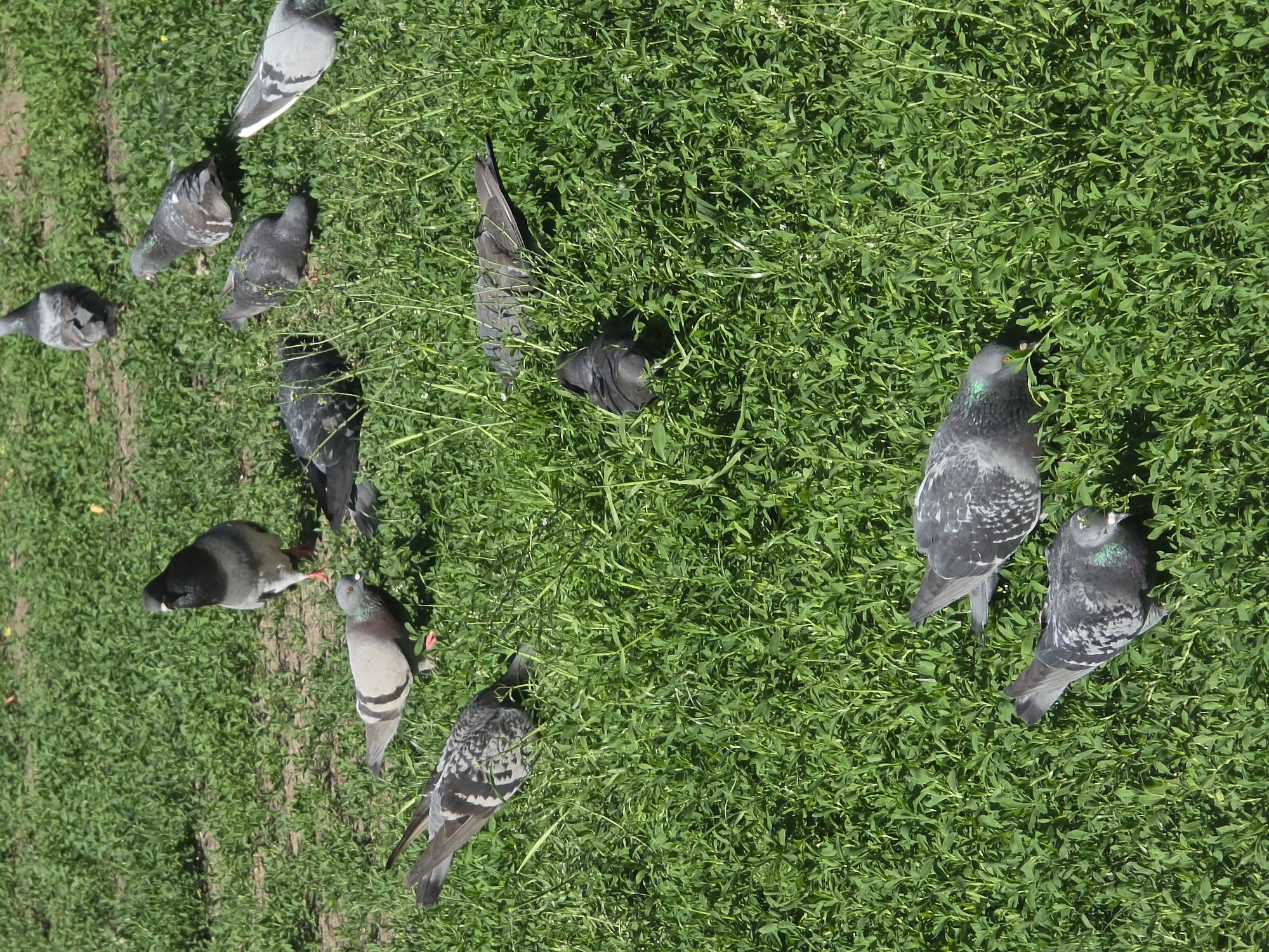 The image shows a cluster of pigeons on a patch of green grass, likely in a park or public garden. There are approximately 12 pigeons visible, varying in color from gray to darker shades. Some are actively pecking at the ground, presumably foraging for food, while others are standing still. The ground is covered in dense green vegetation. The location is probably in the city of Warsaw, Poland.