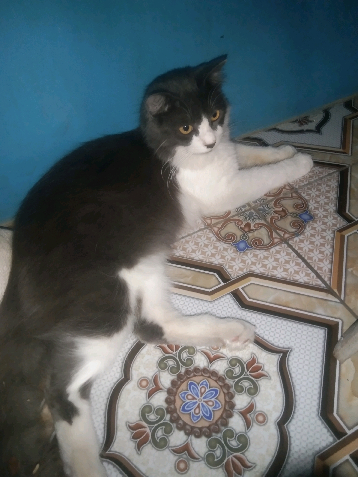A medium shot photograph captures a black and white cat lying on a tiled floor. The cat is predominantly black on its back and head, with a white chest, belly, and paws. Its eyes are yellow and it is looking to the right of the frame. The tiled floor features an ornate pattern with geometric shapes and floral motifs in shades of beige, brown, white, blue, and green. A solid blue wall forms the background of the image. The lighting is dim, and the overall scene appears to be indoors, possibly in a residential setting in Weru, Indonesia.