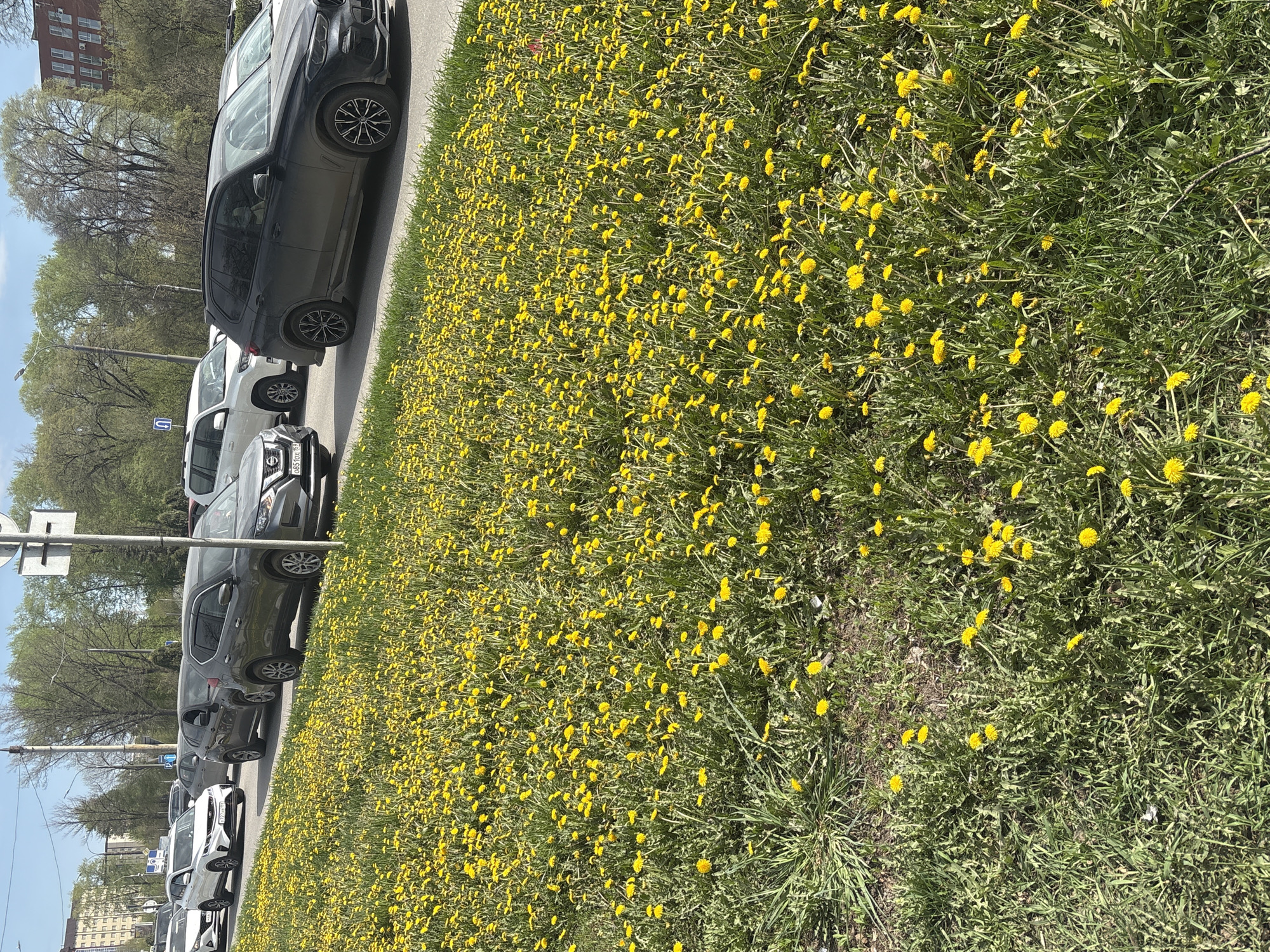 The image shows a row of parked cars along a city street in Perm, Russia. The cars are primarily dark-colored SUVs and sedans. A grassy area adjacent to the street is densely covered with yellow dandelions. A street lamp is visible on the left side of the image, along with some trees in the background. The weather appears to be sunny and clear. A building is visible in the distance.
