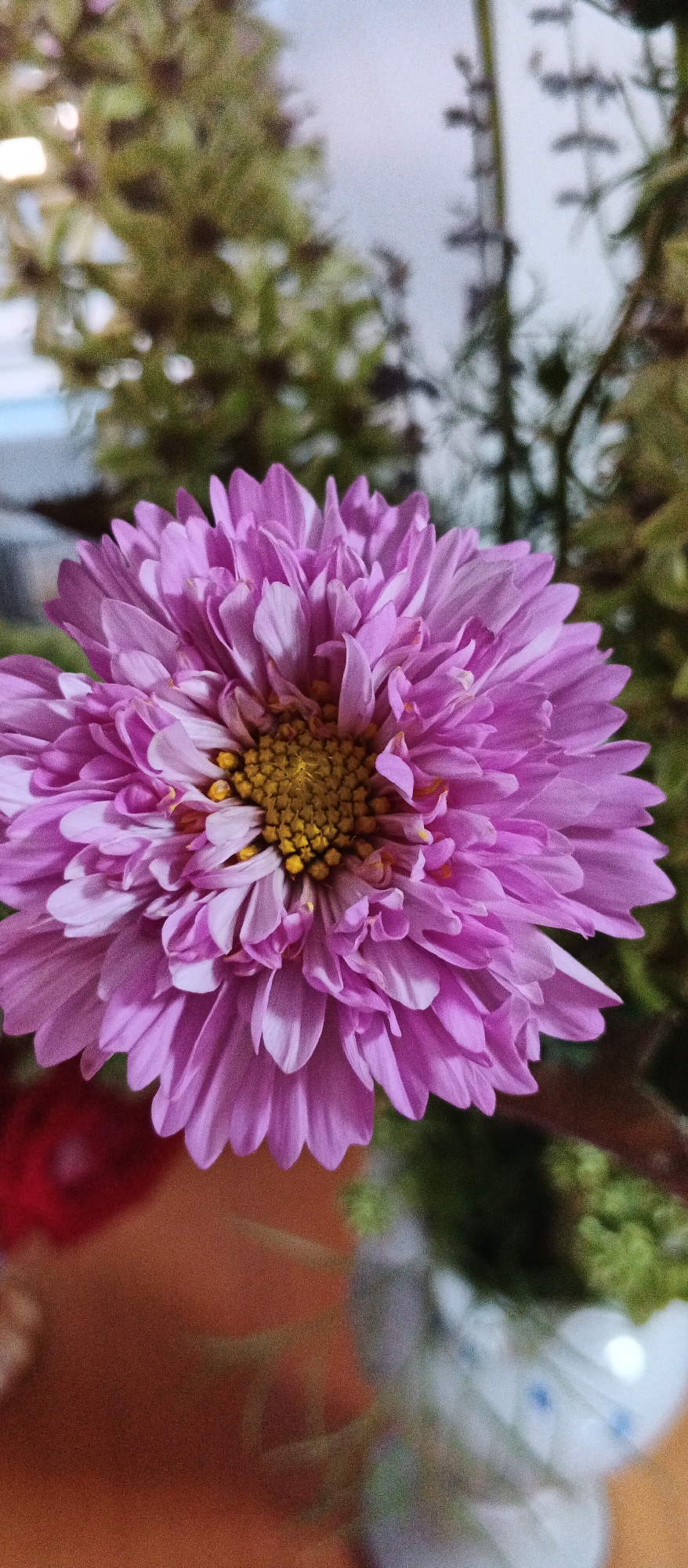 The image is a close-up, vertically oriented photograph of a single, large, pink, dahlia-like flower with a yellow center. The flower's petals are layered and slightly curled, creating a textured and full appearance. The background is softly blurred, showing hints of green foliage and a light-colored wall. There are no people or discernible actions in the image. The scene is indoors, and there is no information to suggest it is located in Smila, Ukraine.