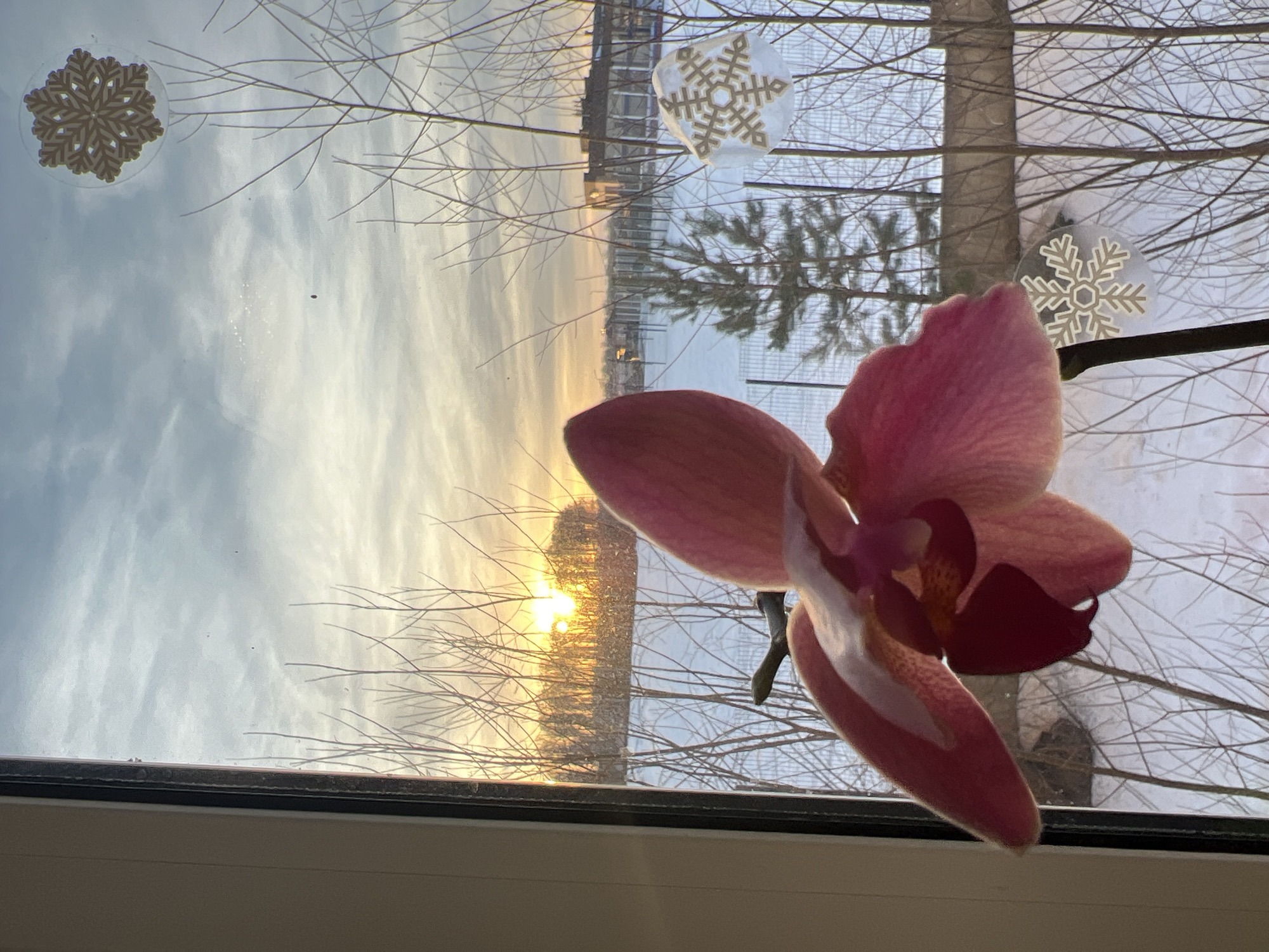 The image displays a close-up of a single pink Phalaenopsis orchid flower in the foreground, positioned indoors before a window. The orchid exhibits pink petals with a darker reddish-purple center. Through the window, an exterior winter landscape is visible in Noviy, Russia, at either sunrise or sunset. The ground is uniformly covered in snow. Numerous bare deciduous trees with dark, slender branches are scattered across the mid-ground. The sun, low on the horizon, is visible as a bright orange glow in the far-left background, silhouetting a dense line of trees. The sky is partially cloudy with shades of light blue and orange. A dark fence runs horizontally across the mid-ground. A solitary small coniferous tree stands amongst the bare trees. In the far right background, a multi-story building with a dark roof is present. The window glass contains at least three light-colored, decorative snowflake decals. No individuals or active subjects are depicted.