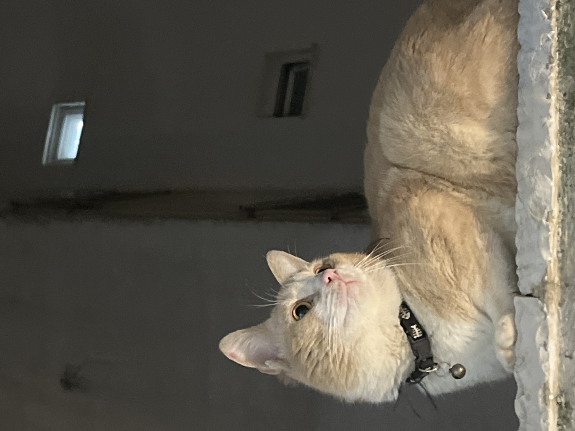 The image depicts a domestic cat in Budva, Montenegro, during low light conditions. The cat, displaying cream and light orange fur with white markings on its face and chest, is positioned in a recumbent state on a rough, light-colored surface consistent with concrete or stone. Its head is turned approximately 45 degrees to the right, with amber-colored eyes gazing slightly upwards and to the right. The muzzle is pink. A black collar, adorned with white skeletal fish bone patterns, encircles its neck, from which a small, dull metallic bell is suspended. The background consists of a dark, untextured wall, likely stucco or painted concrete, featuring two distinct rectangular window openings. The upper-left window aperture contains a bright, white light source, while the lower-right window appears dark. A narrow, dark vertical element, consistent with a pipe or structural beam, is visible along the left edge of the background wall. The primary illumination source appears to be directed towards the cat's face and upper body.