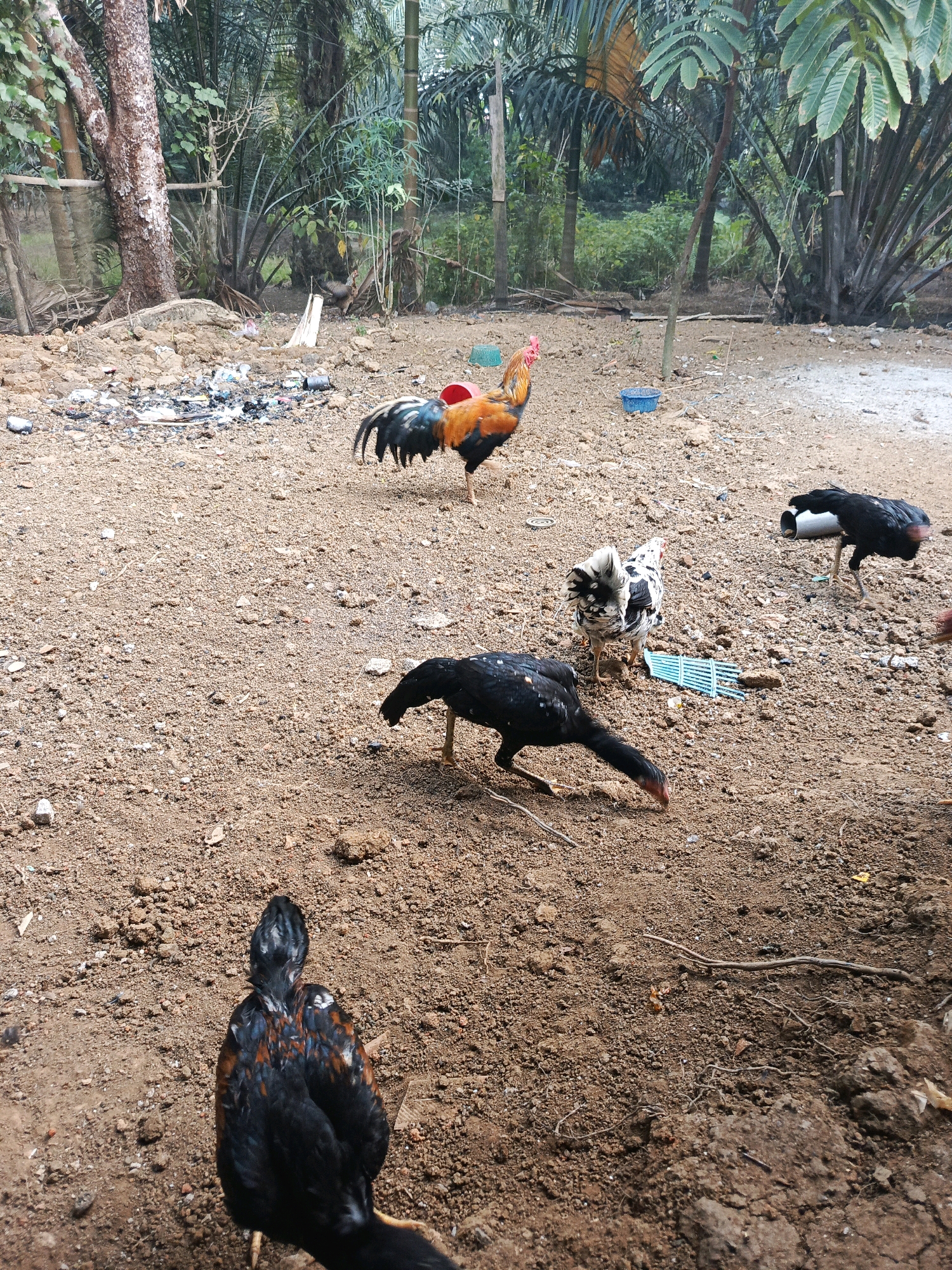 This image captures a scene in what appears to be a rural or semi-rural outdoor area, possibly in Megang Sakti I, Indonesia, characterized by loose soil, scattered debris, and abundant vegetation. In the foreground, a black chicken with iridescent neck feathers is captured from behind, facing away from the viewer. To its left and slightly behind, another black chicken is pecking at the ground. Further back, a white and black speckled chicken stands near a blue plastic object. To the right of the speckled chicken, a black chicken with red wattles is also pecking at the ground, with a white tube-like object nearby. In the middle ground, a rooster with striking orange, black, and white plumage stands prominently, its head turned to the side, with a red plastic bucket near its feet. The background is dominated by lush green foliage, including palm trees and other tropical plants, with a dirt path or clearing visible. The ground is a mix of reddish-brown soil, small stones, and organic debris, including what looks like remnants of a small fire or pile of trash. The overall impression is one of a natural, untamed environment where chickens are freely roaming.